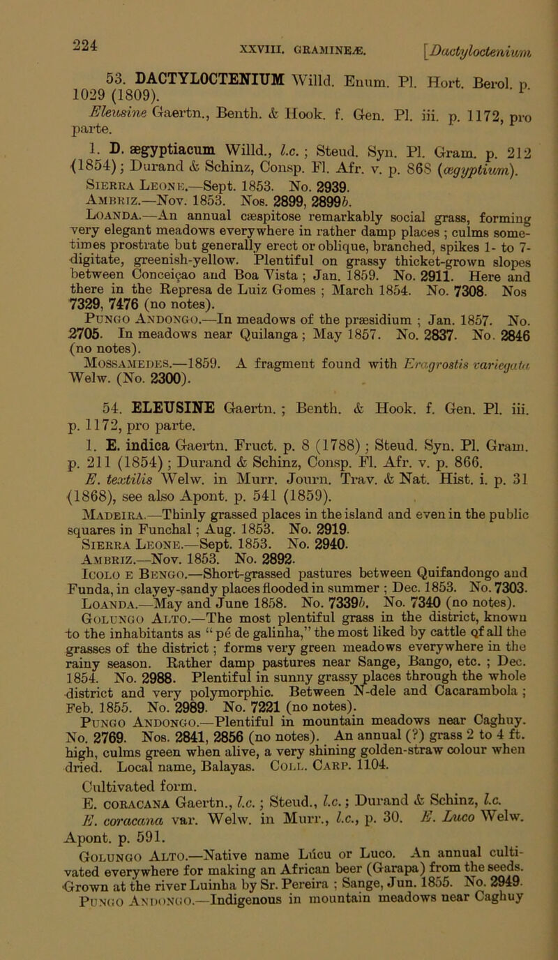 -^4 XXVIII. GEAMiNEiE. [Daetyloctenium 53. DACTYLOCTENIUM Willd. Euum. PI Horfc Berol p 1029 (1809). ‘ ' 1 Eleusine Gaertn., Benth. & Hook. f. Gen P] iii p 1172 pro parte. ’ 1. D. segyptiacum Willd., l.c.; Steud. Syn. PI. Gram. p. 212 (1854); Durand & Schinz, Consp. FI. Afr. v. p. 868 (cegyptivm). Sierra Leone.—Sept. 1853. No. 2939. Ambriz.—Nov. 1853. Nos. 2899, 28995. Luanda.—An annual casspitose remarkably social grass, forming very elegant meadows everywhere in rather damp places ; culms some- times prostrate but generally erect or oblique, branched, spikes 1- to 7- digitate, greenish-yellow. Plentiful on grassy thicket-grown slopes between Conceicao and Boa Vista ; Jan. 1859. No. 2911. Here and there in the Represa de Luiz Gomes ; March 1854. No. 7308. Nos 7329, 7476 (no notes). Pungo Andongo.—In meadows of the presidium ; Jan. 1857. No. 2705- In meadows near Quilanga; May 1857. No. 2837. No. 2846 (no notes). MoSSAMEDES.—1859. A fragment found with Eragrostis varieqatu. Welw. (No. 2300). 54. ELEUSINE Gaertn. ; Benth. & Hook. f. Gen. PI. iii. p. 1172, pro parte. 1. E. indica Gaertn. Fruct. p. 8 (1788); Steud. Syn. PI. Gram, p. 211 (1854); Durand & Schinz, Consp. FI. Afr. v. p. 866. E. textilis Welw. in Murr. Journ. Trav. & Nat. Hist. i. p. 31 (1868), see also Apont. p. 541 (1859). Madeira.—Thinly grassed places in the island and even in the public squares in Funchal; Aug. 1853. No. 2919. Sierra Leone.—Sept. 1853. No. 2940. Ambriz.—Nov. 1853. No. 2892- Icolo e Bengo.—Short-grassed pastures between Quifandongo and Funda, in clayey-sandy places flooded in summer ; Dec. 1853. No. 7303. Loan da.—May and June 1858. No. 73395. No. 7340 (no notes). Golungo Alto.—The most plentiful grass in the district, known to the inhabitants as “ pe de galinha,” the most liked by cattle Qf all the grasses of the district; forms very green meadows everywhere in the rainy season. Rather damp pastures near Sange, Bango, etc. ; Dec. 1854. No. 2988. Plentiful in sunny grassy places through the whole district and very polymorphic. Between N-dele and Cacarambola ; Feb. 1855. No. 2989. No. 7221 (no notes). Pungo Andongo.—Plentiful in mountain meadows near Caghuy. No. 2769. Nos. 2841, 2856 (no notes). An annual (?) grass 2 to 4 ft. high, culms green when alive, a very shining golden-straw colour when dried. Local name, Balayas. Code. Carp. 1104. Cultivated form. E. coracana Gaertn., l.c.; Steud., l.c.; Durand & Schinz, l.c. E. coracana var. Welw. in Murr., l.c., p. 30. E. Luco Welw. Apont. p. 591. Golungo Alto.—Native name Lucu or Luco. An annual culti- vated everywhere for making an African beer (Garapa) from the seeds. Grown at the river Luinha by Sr. Pereira ; Sange, Jun. 1855. No. 2949. Pungo Andongo.—Indigenous in mountain meadows near Caghuy