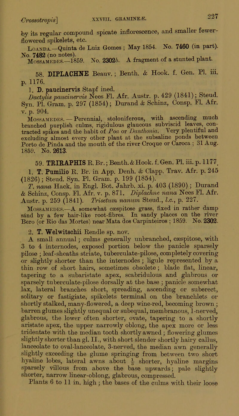 Crossotropis] by its regular compound spicate inflorescence, and smaller fewer- flowered spikelets, etc. Loanda.—Quinta de Luiz Gomes ; May 1854. No. 7460 (in part). No. 7482 (no notes). , Mossamedes.—1859. No. 23025. A fragment of a stunted plant. 58. DIPLACHNE Beauv.; Benth. & Hook. f. Gen. PI. iii. p. 1176. 1. D. paucinervis Stapf ined. Dactylis paucinervis Nees FI. Afr. Austr. p. 429 (1841); Steud. Syn. PI. Gram. p. 297 (1854); Durand & Schinz, Consp. FI. Afr. v. p. 904. Mossamedes. — Perennial, stoloniferous, with ascending much branched purplish culms, rigidulous glaucous subviscid leaves, con- tracted spikes and the habit of Poa or Danthonia. Very plentiful and excluding almost every other plant at the subsaline ponds between Porto de Pinda and the mouth of the river Croque or Caroca ; 31 Aug. 1859. No. 2613- 59. TRIR APHIS R Br.; Benth. & Hook. f. Gen. PI. iii. p. 1177. 1. T. Pumilio R. Br. in App. Denh. & Clapp. Trav. Afr. p. 245 (1826); Steud. Syn. PI. Gram. p. 199 (1854). T, nana Hack, in Engl. Bot. Jahrb. xi. p. 403 (1890); Durand & Schinz, Consp. FI. Afr. v. p. 871. Diplachne nana Nees FI. Afr. Austr. p. 259 (1841). Trisetum nanum Steud., l.c., p. 227. Mossamedes.—A somewhat cmspitose grass, fixed in rather damp sand by a few hair-like root-fibres. In sandy places on the river Bero (or Rio das Mortes) near Mata dos Carpinteiros ; 1859. No. 2302. 2. T. Welwitschii Rendle sp. nov. A small annual; culms generally unbranched, csespitose, with 3 to 4 internodes, exposed portion below the panicle sparsely pilose ; leaf-sheaths striate, tuberculate-pilose, completely covering or slightly shorter than the internodes; ligule represented by a thin row of short hairs, sometimes obsolete; blade flat, linear, tapering to a subaristate apex, scabridulous and glabrous or sparsely tuberculate-pilose dorsally at the base ; panicle somewhat lax, lateral branches short, spreading, ascending or suberect, solitary or fastigiate, spikelets terminal on the branchlets or shortly stalked, many-flowered, a deep wine-red, becoming brown; barren glumes slightly unequal or subequal, membranous, 1-nerved, glabrous, the lower often shorter, ovate, tapering to a shortly aristate apex, the upper narrowly oblong, the apex more or less tridentate with the median tooth shortly awned ; flowering glumes slightly shorter than gl. II., with short slender shortly hairy callus, lanceolate to oval-lanceolate, 3-nerved, the median awn generally slightly exceeding the glume springing from between two short hyaline lobes, lateral awns about ^ shorter, hyaline margins sparsely villous from above the base upwards; pale slightly shorter, narrow linear-oblong, glabrous, compressed. Plants 6 to 11 in. high; the bases of the culms with their loose