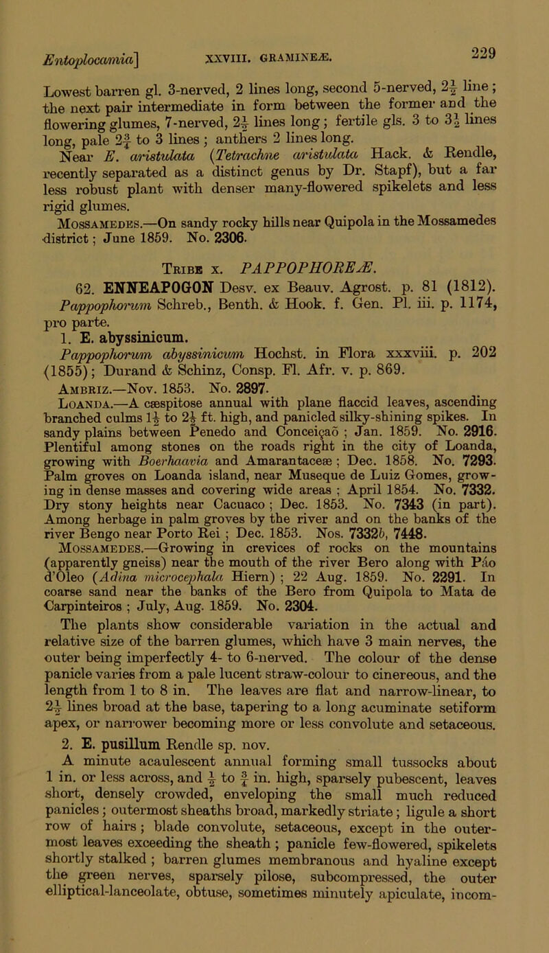 Lowest barren gl. 3-nerved, 2 lines long, second 5-nerved, 2,, line , the next pair intermediate in form between the former and the flowering glumes, 7-nerved, 21 lines long; fertile gls. 3 to 31 lines long, pale 2f to 3 lines; anthers 2 lines long. Near E. aristulata (Tetrachne aristulata Hack. <fc Rendle, recently separated as a distinct genus by Dr. Stapf), but a far less robust plant with denser many-flowered spikelets and less rigid glumes. Mossamedes.—On sandy rocky hills near Quipola in the Mossamedes district; June 1859. No. 2306- Tribe x. PAPPOPHOREPE. 62. ENNEAPOGON Desv. ex Beauv. Agrost. p. 81 (1812). Pappophoncm Schreb., Benth. & Hook. f. Gen. PI. iii. p. 1174, pro parte. 1. E. abyssinicum. PappopJiorum abyssinicwm Hochst. in Flora xxxviii. p. 202 (1855); Durand <fc Schinz, Consp. FI. Afr. v. p. 869. Ambriz.—Nov. 1853. No. 2897- Loanda.—A csespitose annual with plane flaccid leaves, ascending branched culms lb to 2b ft. high, and panicled silky-shining spikes. In sandy plains between Penedo and Concei§ao ; Jan. 1859. No. 2916. Plentiful among stones on the roads right in the city of Loanda, growing with Boerhaavia and Amarantaceae ; Dec. 1858. No. 7293- Palm groves on Loanda island, near Museque de Luiz Gomes, grow- ing in dense masses and covering wide areas ; April 1854. No. 7332. Dry stony heights near Cacuaco ; Dec. 1853. No. 7343 (in part). Among herbage in palm groves by the river and on the banks of the river Bengo near Porto Rei ; Dec. 1853. Nos. 73325, 7448- Mossamedes.—Growing in crevices of rocks on the mountains (apparently gneiss) near the mouth of the river Bero along with Pao d’Oleo (Adina microcephala Hiern) ; 22 Aug. 1859. No. 2291. In coarse sand near the banks of the Bero from Quipola to Mata de €arpinteiros ; July, Aug. 1859. No. 2304. The plants show considerable variation in the actual and relative size of the barren glumes, which have 3 main nerves, the outer being imperfectly 4- to 6-nerved. The colour of the dense panicle varies from a pale lucent straw-colour to cinereous, and the length from 1 to 8 in. The leaves are flat and narrow-linear, to 2\ lines broad at the base, tapering to a long acuminate setiform apex, or narrower becoming more or less convolute and setaceous. 2. E. pusillum Rendle sp. nov. A minute acaulescent annual forming small tussocks about 1 in. or less across, and ^ to £ in. high, sparsely pubescent, leaves short, densely crowded, enveloping the small much reduced panicles; outermost sheaths broad, markedly striate; ligule a short row of hairs; blade convolute, setaceous, except in the outer- most leaves exceeding the sheath ; panicle few-flowered, spikelets shortly stalked ; barren glumes membranous and hyaline except the green nerves, sparsely pilose, subcompressed, the outer elliptical-lanceolate, obtuse, sometimes minutely apiculate, incom-