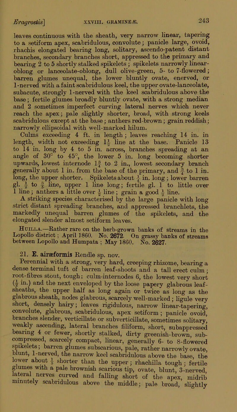 leaves continuous with the sheath, very narrow linear, tapering to a setiform apex, scabridulous, convolute; panicle large, ovoid, rhachis elongated bearing long, solitary, ascendo-patent distant branches, secondary branches short, appressed to the primary and bearing 2 to 5 shor tly stalked spikelets; spikelets narrowly linear- oblong or lanceolate-oblong, dull olive-green, 5- to 7-flowered ; barren glumes unequal, the lower bluntly ovate, enerved, or 1-nerved with a faint scabridulous keel, the upper ovate-lanceolate, subacute, strongly 1-nerved with the keel scabridulous above the base; fertile glumes broadly bluntly ovate, with a strong median and 2 sometimes imperfect curving lateral nerves which never reach the apex; pale slightly shorter, broad, with strong keels scabridulous except at the base; anthers red-brown; grain reddish; narrowly ellipsoidal with well-marked hilum. Culms exceeding 4 ft. in length; leaves reaching 14 in. in length, width not exceeding 1-| line at the base. Panicle 13 to 14 in. long by 4 to 5 in. across, branches spreading at an angle of 30° to 45°, the lower 5 in. long becoming shorter upwards, lowest internode If to 2 in., lowest secondary branch generally about 1 in. from the base of the primary, and f to 1 in. long, the upper shorter. Spikelets about f in. long ; lower barren gl. ^ to f line, upper 1 line long; fertile gl. 1 to little over 1 line ; anthers a little over A line ; grain a good A line. A striking species characterised by the large panicle with long strict distant spreading branches, and appressed branchlets, the markedly unequal barren glumes of the spikelets, and the elongated slender almost setiform leaves. Huilla.—Rather rare on the herb-grown banks of streams in the Lopollo district; April I860. No. 2672. On grassy banks of streams between Lopollo and Humpata ; May 1860. No. 2627. 21. E. airaeformis Rendle sp. nov. Perennial with a strong, very hard, creeping rhizome, bearing a dense terminal tuft of barren leaf-shoots and a tall erect culm; root-fibres stout, tough; culm-internodes 6, the lowest very short (■} i*1-) an(l the next enveloped by the loose papery glabrous leaf- sheaths, the upper half as long again or twice as long as the glabrous sheath, nodes glabrous, scarcely well-marked ; ligule very short, densely hairy; leaves rigidulous, narrow linear-tapering, convolute, glabrous, scabridulous, apex setiform ; panicle ovoid, branches slender, verticillate or subverticillate, sometimes solitary, weakly ascending, lateral branches filiform, short, subappressed bearing 4 or fewer, shortly stalked, dirty greenish-brown, sub- compressed, scarcely compact, linear, generally 6- to 8-flowered sprkelets; barren glumes subscarious, pale, rather narrowly ovate, blunt, 1-nerved, the narrow keel scabridulous above the base, the lower about i shorter than the upper; rhachilla tough; fertile glumes wxth a pale brownish scarious tip, ovate, blunt, 3-nerved, lateral nerves curved and falling short of the apex, midrib mrnutely scabridulous above the middle; pale broad, slightly