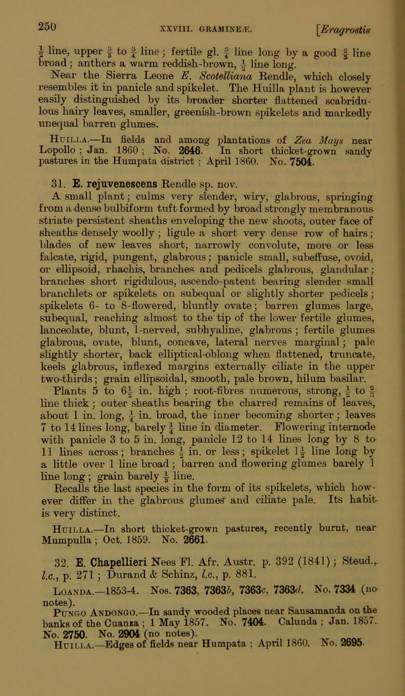 £ line, upper f to f line; fertile gl. £ line long by a good -j line broad; anthers a warm reddish-brown, i line long. Near the Sierra Leone E. ScoteUiana Rendle, which closely resembles it in panicle and spikelet. The Huilla plant is however easily distinguished by its broader shorter flattened scabridu- lous hairy leaves, smaller, greenish-brown spikelets and markedly unequal barren glumes. Huilla.—In fields and among plantations of Zea Mays near Lopollo ; Jan. 1860 ; No. 2646. In short thicket-grown sandy pastures in the Humpata district ; April 1860. No. 7504. 31. E. rejuvenescens Rendle sp. nov. A small plant; culms very slender, wiry, glabrous, springing from a dense bulbiform tuft formed by broad strongly membranous striate persistent sheaths enveloping the new shoots, outer face of sheaths densely woolly ; ligule a short very dense row of hairs; blades of new leaves short, narrowly convolute, more or less falcate, rigid, pungent, glabrous; panicle small, subeffuse, ovoid, or ellipsoid, rhachis, branches and pedicels glabrous, glandular; branches short rigidulous, ascendo-patent bearing slender small branchlets or spikelets on subequal or slightly shorter pedicels; spikelets 6- to 8-flowered, bluntly ovate; barren glumes large, subequal, reaching almost to the tip of the lower fertile glumes, lanceolate, blunt, 1-nerved, subhyaline, glabrous ; fertile glumes glabrous, ovate, blunt, concave, lateral nerves marginal; pale slightly shorter, back elliptical-oblong when flattened, truncate, keels glabrous, inflexed margins externally ciliate in the upper two-thirds; grain ellipsoidal, smooth, pale brown, hilum basilar. Plants 5 to 6’ in. high ; root-fibres numerous, strong, to f- line thick ; outer sheaths bearing the charred remains of leaves, about 1 in. long, ’ in. broad, the inner becoming shorter; leaves 7 to 14 lines long, barely £ line in diameter. Flowering internode with panicle 3 to 5 in. long, panicle 12 to 14 lines long by 8 to 11 lines across ; branches £ in. or less; spikelet 11 line long by a little over 1 line broad; barren and flowering glumes barely 1 line long ; grain barely J line. Recalls the last species in the form of its spikelets, which how- ever differ in the glabrous glumes and ciliate pale. Its habit is very distinct. Huilla.—In short thicket-grown pastures, recently burnt, near Mumpulla ; Oct. 1859. No. 2661. 32. E. Chapellieri Nees FI. Afr. Austr. p. 392 (1841); Steud.,. l.c., p. 271 ; Durand & Schinz, l.c., p. 881. Loanda.—1853-4. Nos. 7363, 73635, 7363c, 7363d. No. 7334 (no notes). Pungo Andongo.—In sandy wooded places near Sansamanda on the banks of the Cuanza ; 1 May 1857. No. 7404. Calunda ; Jan. 1857- No. 2750. No. 2904 (no notes). Huilla.—Edges of fields near Humpata ; April 1860. No. 2695