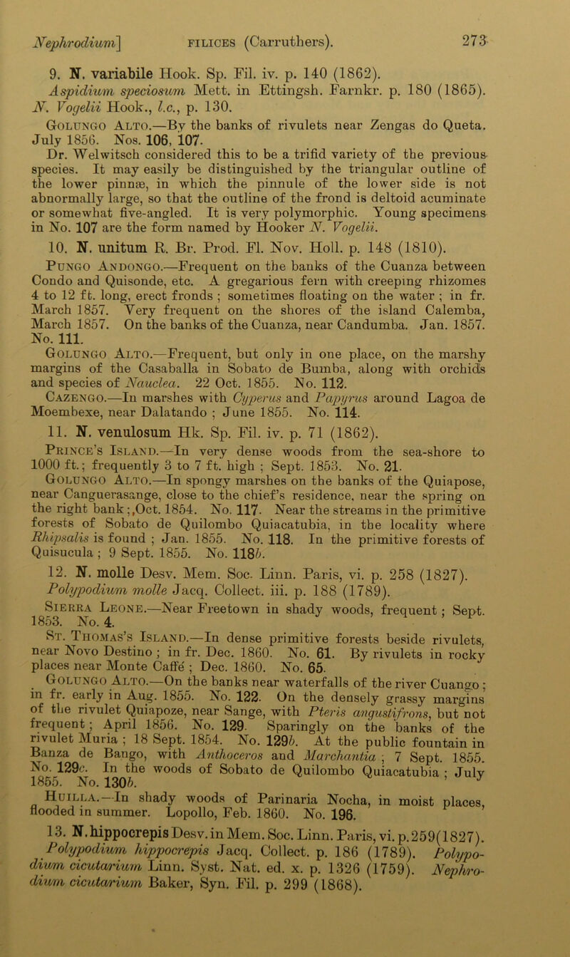 9. N. variabile Hook. Sp. Fil. iv. p. 140 (1862). Aspidium speciosum Mett. in Ettingsh. Farnkr. p. 180 (1865). N. Vogelii Hook., l.c., p. 130. Golungo Alto.—By the banks of rivulets near Zengas do Queta. July 1856. Nos. 106, 107. Dr. Welwitsck considered this to be a trifid variety of the previous- species. It may easily be distinguished by the triangular outline of the lower pinnae, in which the pinnule of the lower side is not abnormally large, so that the outline of the frond is deltoid acuminate or somewhat five-angled. It is very polymorphic. Young specimens in No. 107 are the form named by Hooker N. Vogelii. 10. N. unitum R. Br. Prod. FI. Nov. Holl. p. 148 (1810). Pungo Andongo.—Frequent on the banks of the Cuanza between Condo and Quisonde, etc. A gregarious fern with creeping rhizomes 4 to 12 ft. long, erect fronds ; sometimes floating on the water ; in fr. March 1857. Very frequent on the shores of the island Calemba, March 1857. On the banks of the Cuanza, near Candumba. Jan. 1857. No. 111. Golungo Alto.—Frequent, but only in one place, on the marshy margins of the Casaballa in Sobato de Bumba, along with orchids and species of Naucleci. 22 Oct. 1855. No. 112. Cazengo.—In marshes with Cyperus and Papyrus around Lagoa de Moembexe, near Dalatando ; June 1855. No. 114. 11. N. venulosum Hk. Sp. Fil. iv. p. 71 (1862). Prince’s Island.—In very dense woods from the sea-shore to 1000 ft.; frequently 3 to 7 ft.' high ; Sept. 1853. No. 21. Golungo Alto.—In spongy marshes on the banks of the Quiapose, near Canguerasange, close to the chief’s residence, near the spring on the right bank ;,Oct. 1854. No. 117- Near the streams in the primitive forests of Sobato de Quilombo Quiacatubia, in the locality where Rhipsalis is found ; Jan. 1855. No. 118. In the primitive forests of Quisucula ; 9 Sept. 1855. No. 1185. 12. N. molle Desv. Mem. Soc. Linn. Paris, vi. p. 258 (1827). Polypodium molle Jacq. Collect, iii. p. 188 (1789). Sierra Leone.—Near Freetown in shady woods, frequent; Sept. 1853. No. 4. St. Thomas’s Island.—In dense primitive forests beside rivulets, near Novo Destino ; in fr. Dec. 1860. No. 61. By rivulets in rocky places near Monte Caffe'; Dec. 1860. No. 65. Golungo Alto.—On the banks near waterfalls of the river Cuango ; in fr. early in Aug. 1855. Ino. 122- On the densely grassy margins of the rivulet Quiapoze, near Sange, with Pteris aiigustifrons, but not frequent; April 1856. No. 129. Sparingly on the banks of the rivulet Muria ; 18 Sept. 1854. No. 1295. At the public fountain in Banza de Bango, with Anthoceros and Marchantia ; 7 Sept. 1855. No. 129c. In the woods of Sobato de Quilombo Quiacatubia • Julv 1855. No. 1305. ’ J Huilla.— In shady woods of Parinaria Nocha, in moist places, flooded in summer. Lopollo, Feb. 1860. No. 196. 13. N.hippocrepisDesv.in Mem. Soc. Linn. Paris, vi. p.259(1827). Polypodium hippocrejns Jacq. Collect, p. 186 (1789). Polypo- dium cicutarium Linn. Syst. Nat. ed. x. p. 1326 (1759). Nephro- dium cicutarium Baker, Syn. Fil. p. 299 (1868).