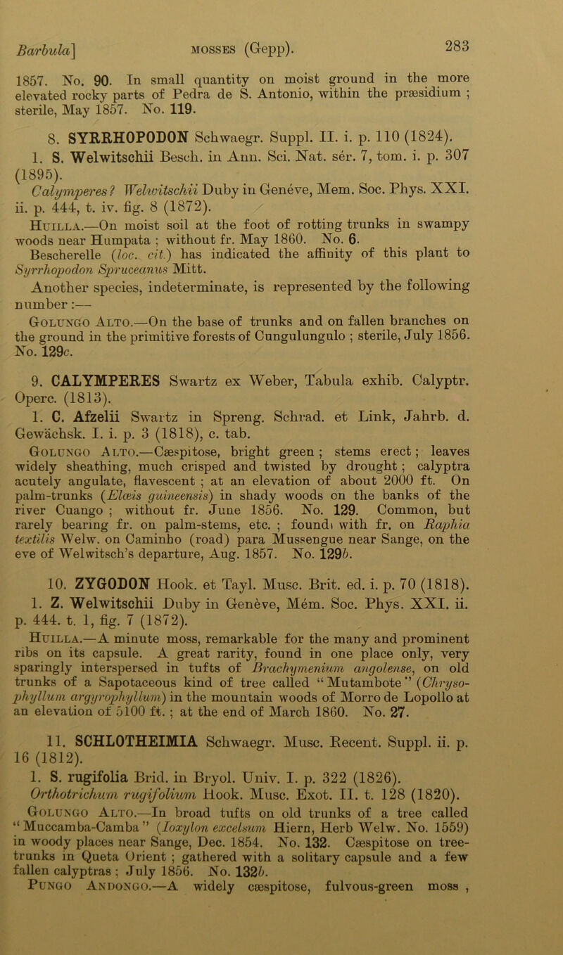 1857. No. 90. In small quantity on moist ground in the more elevated rocky parts of Pedra de S. Antonio, within the presidium ; sterile, May 1857. No. 119. 8. SYRRHOPODON Schwaegr. Suppl. II. i. p. 110 (1824). 1. S. Welwitschii Besch. in Ann. Sci. Nat. ser. 7, tom. i. p. 307 (1895). Calymperes? Welivitschii Duby in Geneve, Mem. Soc. Phys. XXI. ii. p. 444, t. iv. fig. 8 (1872). Huilla.—On moist soil at the foot of rotting trunks in swampy woods near Humpata ; without fr. May 1860. No. 6. Bescherelle (loc. cit.) has indicated the affinity of this plant to Syrrhopodon Spruceanus Mitt. Another species, indeterminate, is represented by the following number:— Golungo Alto.—On the base of trunks and on fallen branches on the ground in the primitive forests of Cungulungulo ; sterile, July 1856. No. 129c. 9. CALYMPERES Swartz ex Weber, Tabula exhib. Calyptr. Operc. (1813). 1. C. Afzelii Swartz in Spreng. Schrad. et Link, Jahrb. d. Gew'achsk. I. i. p. 3 (1818), c. tab. Golungo Alto.—Csespitose, bright green; stems erect; leaves widely sheathing, much crisped and twisted by drought ; calyptra acutely angulate, flavescent ; at an elevation of about 2000 ft. On palm-trunks (Elceis guineensis) in shady woods on the banks of the river Cuango ; without fr. June 1856. No. 129. Common, but rarely bearing fr. on palm-stems, etc. ; foundi with fr. on Raphia textilis Welw. on Caminho (road) para Mussengue near Sange, on the eve of Welwitsch’s departure, Aug. 1857. No. 129L 10. ZYGODON Hook, et Tayl. Muse. Brit. ed. i. p. 70 (1818). 1. Z. Welwitschii JDuby in Geneve, Mem. Soc. Phys. XXI. ii. p. 444. t. 1, fig. 7 (1872). Huilla.—A minute moss, remarkable for the many and prominent ribs on its capsule. A great rarity, found in one place only, very sparingly interspersed in tufts of Brachymeniitm angolense, on old trunks of a Sapotaceous kind of tree called “ Mutambote *’ (Chryso- phyllum argyrophyllum) in the mountain woods of Morro de Lopollo at an elevation of oi00 ft. ; at the end of March 1860. No. 27- 11. SCHL0THEIMIA Schwaegr. Muse. Recent. Suppl. ii. p. 16 (1812). 1. S. rugifolia Brid. in Bryol. Univ. I. p. 322 (1826). Orthotrichum rugifolium Hook. Muse. Exot. II. t. 128 (1820). Golungo Alto.—In broad tufts on old trunks of a tree called “ Muccamba-Camba ” (Ioxylon excelsum Hiern, Herb Welw. No. 1559) in woody places near Sange, Dec. 1854. No. 132. Csespitose on tree- trunks in Queta Orient ; gathered with a solitary capsule and a few fallen calyptras ; July 1856. No. 132A Pungo AndoNGO.—A widely csespitose, fulvous-green moss ,