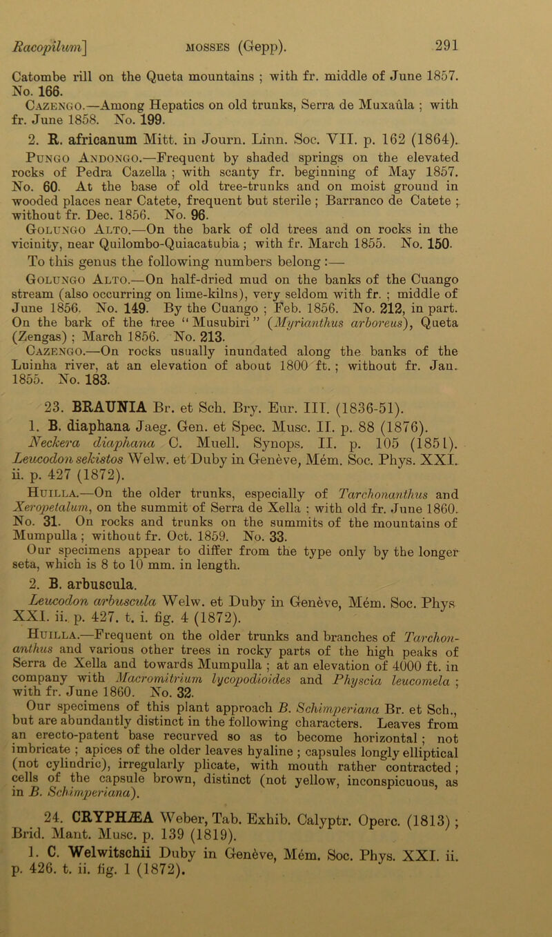 Catombe rill on the Queta mountains ; with fr. middle of June 1857. No. 166. Cazengo.—Among Hepatics on old trunks, Serra de Muxaula ; with fr. June 1858. No. 199. 2. It. africanum Mitt, in Journ. Linn. Soc. YII. p. 162 (1864). Pungo Andongo.—Frequent by shaded springs on the elevated rocks of Pedra Cazella ; with scanty fr. beginning of May 1857. No. 60. At the base of old tree-trunks and on moist ground in wooded places near Catete, frequent but sterile ; Barranco de Catete without fr. Dec. 1856. No. 96. Golungo Alto.—On the bark of old trees and on rocks in the vicinity, near Quilombo-Quiacatubia ; with fr. March 1855. No. 150. To this genus the following numbers belong :— Golungo Alto.—On half-dried mud on the banks of the Cuango stream (also occurring on lime-kilns), very seldom with fr. ; middle of June 1856. No. 149. By the Cuango ; Feb. 1856. No. 212, in part. On the bark of the tree “ Musubiri ” (Myrianthus arboreus), Queta (Zengas) ; March 1856. No. 213. Cazengo.—On rocks usually inundated along the banks of the Luinha river, at an elevation of about 1800 ft. ; without fr. Jau. 1855. No. 183. 23. BRAUNIA Br. et Sch. Bry. Eur. III. (1836-51). 1. B. diaphana Jaeg. Gen. et Spec. Muse. II. p. 88 (1876). Neckera diaphana C. Muell. Synops. II. p. 105 (1851). Leucodon sekistos Welw. et Duby in Geneve, Mem. Soc. Phys. XXI. ii. p. 427 (1872). Huilla.—On the older trunks, especially of Tarchonanthus and Xeropetalum, on the summit of Serra de Xella : with old fr. June 1860. No. 31. On rocks and trunks on the summits of the mountains of Mumpulla ; without fr. Oct. 1859. No. 33. Onr specimens appear to differ from the type only by the longer seta, which is 8 to 10 mm. in length. 2. B. arbuscula. Leucodon arbuscula Welw. et Duby in Geneve, Mem. Soc. Phys XXI. ii. p. 427. t. i. fig. 4 (1872). Huilla.—Frequent on the older trunks and branches of Tarchon- anthus and various other trees in rocky parts of the high peaks of Serra de Xella and towards Mumpulla ; at an elevation of 4000 ft. in company with Macromitrium lycopodioides and Physcia leucomela : with fr. June 1860. No. 32. Our specimens of this plant approach B. Schimperiana Br. et Sch., but are abundantly distinct in the following characters. Leaves from an erecto-patent base recurved so as to become horizontal; not imbricate ; apices of the older leaves hyaline ; capsules longly elliptical (not cylindric), irregularly plicate, with mouth rather contracted; cells of the capsule brown, distinct (not yellow, inconspicuous, as in B. Schimperiana'). 24. CRYPHiEA Weber, Tab. Exhib. Calyptr. Operc. (1813) ; Brid. Mant. Muse. p. 139 (1819). 1. C. Welwitschii Duby in Geneve, Mem. Soc. Phys. XXI. ii. p. 426. t. ii. fig. 1 (1872).