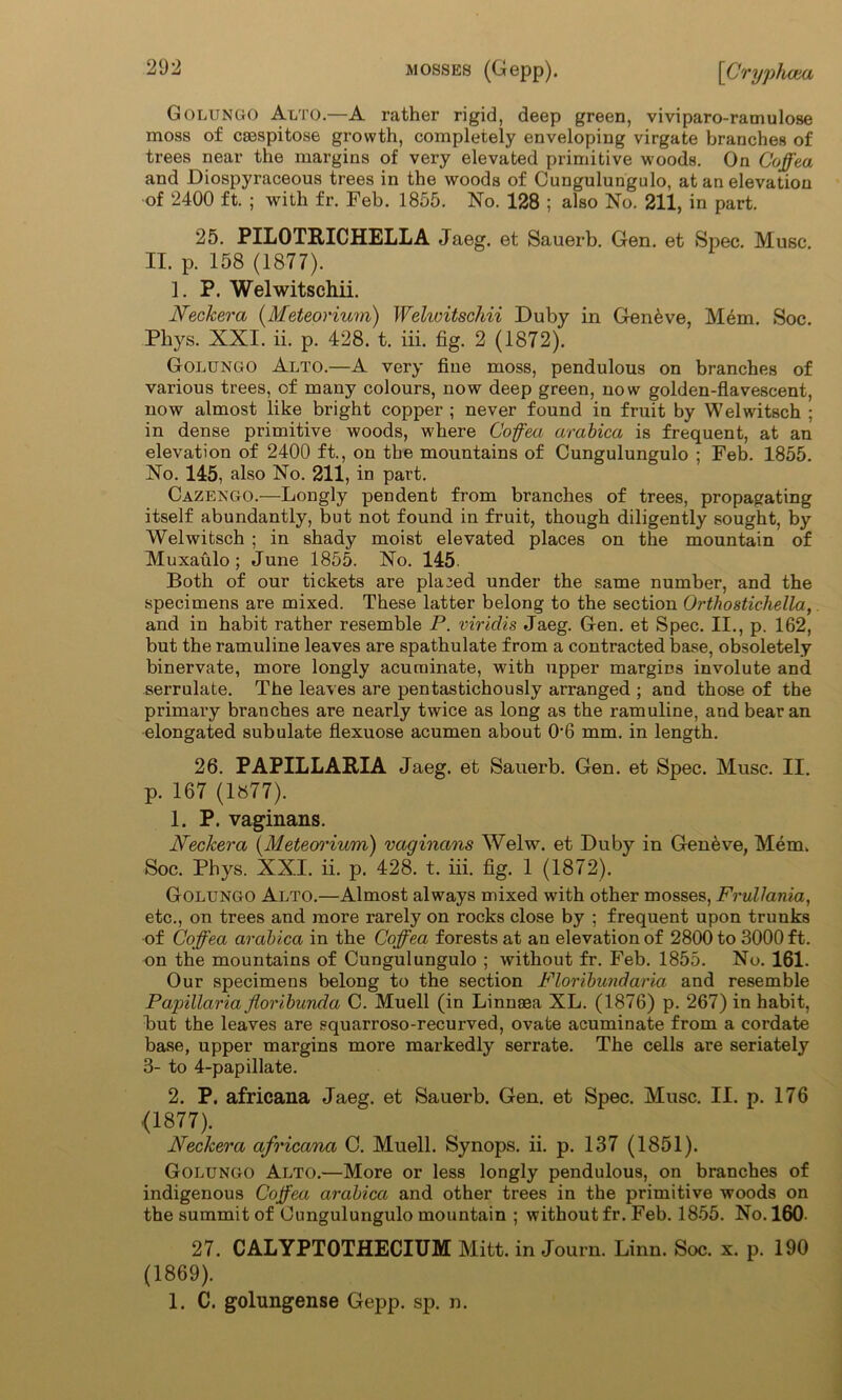 Golungo Alto.—A rather rigid, deep green, viviparo-ramulose moss of cgespitose growth, completely enveloping virgate branches of trees near the margins of very elevated primitive woods. On Coffea and Diospyraceous trees in the woods of Cungulungulo, at an elevation of 2400 ft. ; with fr. Feb. 1855. No. 128 ; also No. 211, in part. 25. PILOTRICHELLA Jaeg. et Sauerb. Gen. et Spec. Muse. II. p. 158 (1877). 1. P. Welwitschii. Neckera (Meteorium) Welivitschii Du by in Gen6ve, Mem. Soc. Phys. XXI. ii. p. 428. t. iii. fig. 2 (1872). Golungo Alto.—A very fine moss, pendulous on branches of various trees, of many colours, now deep green, now golden-flavescent, now almost like bright copper ; never found in fruit by Welwitsch ; in dense primitive woods, where Coffea arabica is frequent, at an elevation of 2400 ft., on the mountains of Cungulungulo ; Feb. 1855. No. 145, also No. 211, in part. Cazengo.—Longly pendent from branches of trees, propagating itself abundantly, but not found in fruit, though diligently sought, by Welwitsch ; in shady moist elevated places on the mountain of Muxaulo; June 1855. No. 145 Both of our tickets are placed under the same number, and the specimens are mixed. These latter belong to the section Orthostichella, and in habit rather resemble P. viridis Jaeg. Gen. et Spec. II., p. 162, but the ramuline leaves are spathulate from a contracted base, obsoletely binervate, more longly acuminate, with upper margins involute and serrulate. The leaves are pentastichously arranged ; and those of the primary branches are nearly twice as long as the ramuline, and bear an elongated subulate flexuose acumen about 06 mm. in length. 26. PAPILLAItIA Jaeg. et Sauerb. Gen. et Spec. Muse. II. p. 167 (1877). 1. P. vaginans. Neckera (Meteorium) vaginans Welw. et Duby in Geneve, Mem. Soc. Phys. XXI. ii. p. 428. t. iii. fig. 1 (1872). Golungo Alto.—Almost always mixed with other mosses, Frullania, etc., on trees and more rarely on rocks close by ; frequent upon trunks of Coffea arabica in the Coffea forests at an elevation of 2800 to 3000 ft. on the mountains of Cungulungulo ; without fr. Feb. 1855. No. 161. Our specimens belong to the section Floribundaria and resemble Papillaria floribunda C. Muell (in Linnasa XL. (1876) p. 267) in habit, but the leaves are squarroso-recurved, ovate acuminate from a cordate base, upper margins more markedly serrate. The cells are seriately 3- to 4-papillate. 2. P. africana Jaeg. et Sauerb. Gen. et Spec. Muse. II. p. 176 <1877). Neckera africana C. Muell. Synops. ii. p. 137 (1851). Golungo Alto.—More or less longly pendulous, on branches of indigenous Coffea arabica and other trees in the primitive woods on the summit of Cungulungulo mountain ; without fr. Feb. 1855. No. 160. 27. CALYPTOTHECIUM Mitt, in Journ. Linn. Soc. x. p. 190 (1869). 1. C. golungense Gepp. sp. n.