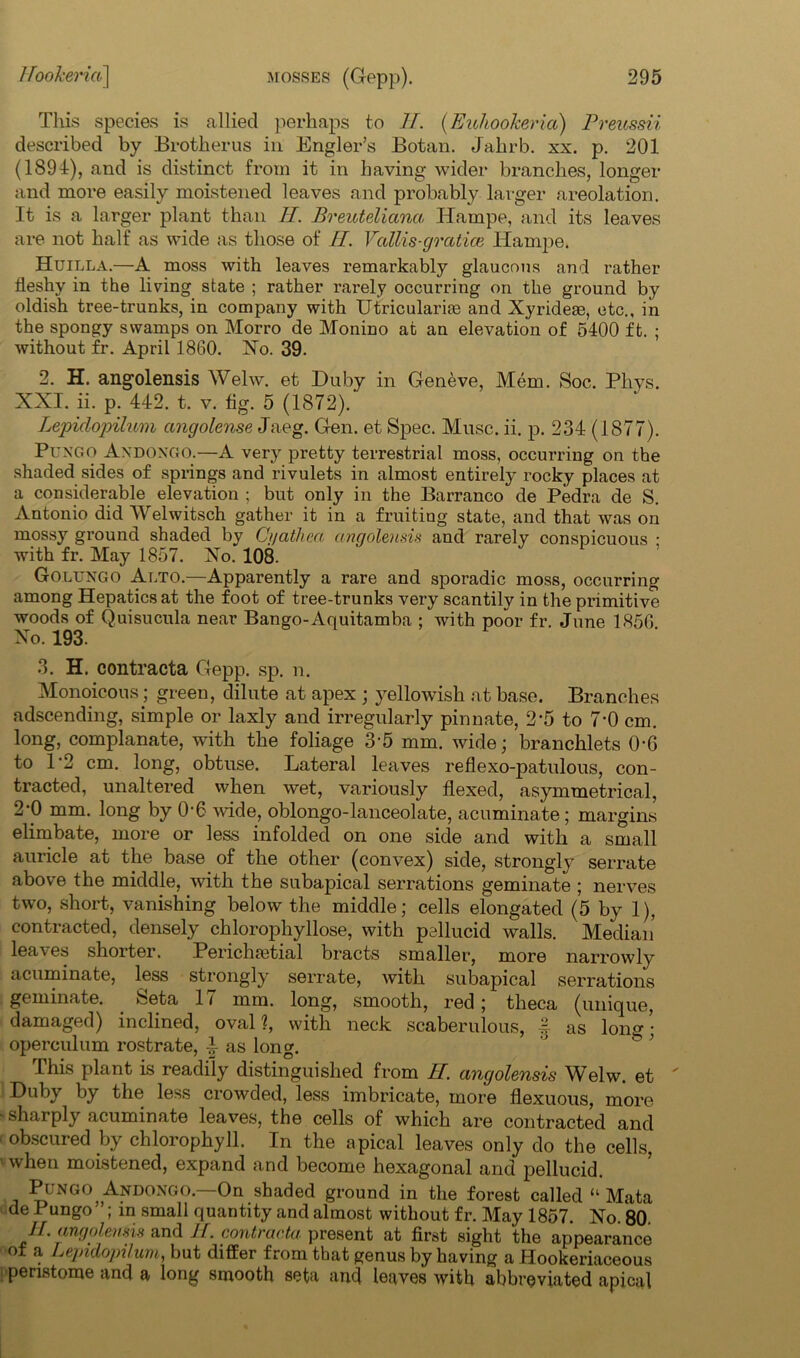 This species is allied perhaps to 11. (Euhookeria) Preussii described by Brotherus in Engler’s Botan. Jahrb. xx. p. 201 (1894), and is distinct from it in having wider branches, longer and more easily moistened leaves and probably larger areolation. It is a larger plant than If. Breuteliana ITampe, and its leaves are not half as wide as those of II. Vattis-gratice Hampe. Huilla.—A moss with leaves remarkably glaucous and 1’ather fleshy in the living state ; rather rarely occurring on the ground by oldish tree-trunks, in company with Utricularise and Xyridese, etc., in the spongy swamps on Morro de Monino at an elevation of 5400 ft. ; without fr. April 1860. No. 39. 2. H. angolensis Welw. et Duby in Geneve, Mem. Soc. Phys. XXI. ii. p. 442. t. v. tig. 5 (1872). Lepidopilum angolense Jaeg. Gen. et Spec. Muse. ii. p. 234 (1877). PuxGO Axdoxgo.—A very pretty terrestrial moss, occurring on the shaded sides of springs and rivulets in almost entirely rocky places at a considerable elevation ; but only in the Barranco de Pedra de S. Antonio did Welwitsch gather it in a fruiting state, and that was on mossy ground shaded by Cgathca angolensis and rarely conspicuous • with fr. May 1857. No. 108. Golungo Alto.—Apparently a rare and sporadic moss, occurring among Hepaticsat the foot of tree-trunks very scantily in the primitive woods of Quisucula near Bango-Aquitamba : with poor fr. June 1856 No. 193. 3. H. contracta Gepp. sp. n. Monoicous; green, dilute at apex ; yellowish at base. Branches adscending, simple or laxly and irregularly pinnate, 2-5 to 7'0 cm. long, complanate, with the foliage 3-5 mm. wide; branchlets 0-6 to 1*2 cm. long, obtuse. Lateral leaves reflexo-patulous, con- tracted, unaltered when wet, variously flexed, asymmetrical, 2‘0 mm. long by 0'6 wide, oblongo-lanceolate, acuminate; margins elimbate, more or less infolded on one side and with a small auricle at the base of the other (convex) side, strongly serrate above the middle, with the subapical serrations geminate ; nerves two, short, vanishing below the middle; cells elongated (5 by 1), contracted, densely chlorophyllose, with pellucid walls. Median leaves shorter. Perichmtial bracts smaller, more narrowly acuminate, less strongly serrate, with subapical serrations geminate. Seta 17 mm. long, smooth, red; theca (unique, damaged) inclined, oval?, with neck scaberulous, f as long; operculum rostrate, £ as long. This plant is readily distinguished from H. angolensis Welw. et  Duby by the less crowded, less imbricate, more flexuous, more ' sharply acuminate leaves, the cells of which are contracted and 1 obscured by chlorophyll. In the apical leaves only do the cells, when moistened, expand and become hexagonal and pellucid. Pungo^Andongo.—On shaded ground in the forest called “Mata de Pungo ”; in small quantity and almost without fr. May 1857. No. 80. II. angolensis and H. contracta. present at first sight the appearance of a Lepidopilum, but differ from that genus by having a Hookeriaceous i peristome and a long smooth seta and leaves with abbreviated apical