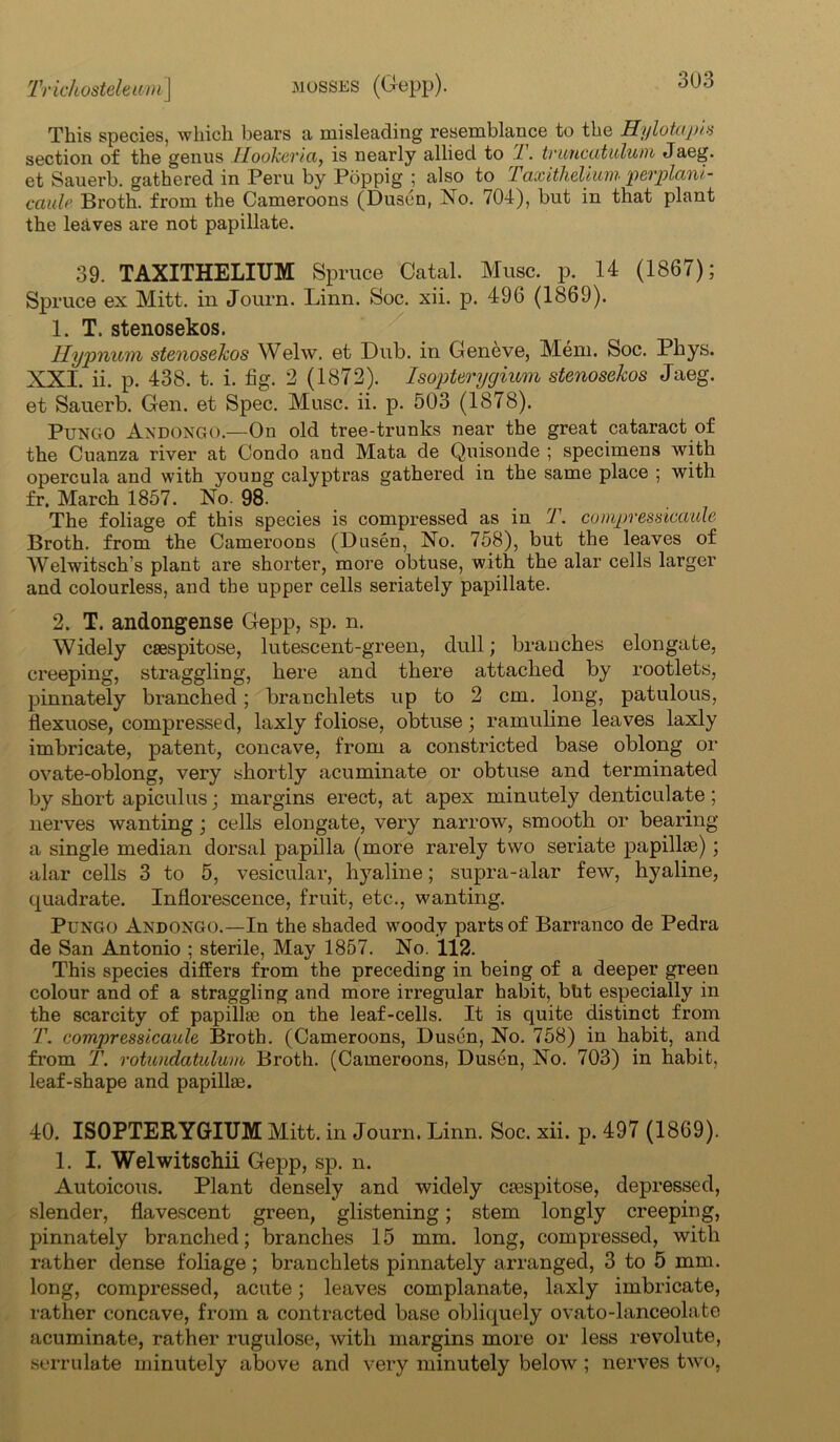 This species, which bears a misleading resemblance to the Hylotapis section of the genus Hookevici, is nearly allied to 1. truncatuluni Jaeg. et Sauerb. gathered in Peru by Pbppig ; also to Taxithelium perplani- caule Broth, from the Cameroons (Dustin, No. 704), but in that plant the leaves are not papillate. 39. TAXITHELIUM Spruce Catal. Muse. p. 14 (1867); Spruce ex Mitt, in Journ. Linn. Soc. xii. p. 496 (1869). 1. T. stenosekos. Hypnum stenosekos Welw. et Dub. in Geneve, Mem. Soc. Phys. XXI. ii. p. 438. t. i. fig. 2 (1872). Isopterygium stenosekos Jaeg. et Sauerb. Gen. et Spec. Muse. ii. p. 503 (1878). Pungo Andongo.—On old tree-trunks near the great cataract of the Cuanza river at Condo and Mata de Quisonde ; specimens with opercula and with young calyptras gathered in the same place ; with fr. March 1857. No. 98^ The foliage of this species is compressed as in T. compressicaule Broth, from the Cameroons (Dusen, No. 758), but the leaves of 'YVelwitsch’s plant are shorter, more obtuse, with the alar cells larger and colourless, and the upper cells seriately papillate. 2. T. andongense Gepp, sp. n. Widely csespitose, lutescent-green, dull; branches elongate, creeping, straggling, here and there attached by rootlets, pinnately branched ; branchlets up to 2 cm. long, patulous, flexuose, compressed, laxly foliose, obtuse; ramuline leaves laxly imbricate, patent, concave, from a constricted base oblong or ovate-oblong, very shortly acuminate or obtuse and terminated by short apiculus; margins erect, at apex minutely denticulate; nerves wanting ; cells elongate, very narrow, smooth or bearing a single median dorsal papilla (more rarely two seriate papillae); alar cells 3 to 5, vesicular, hyaline; supra-alar few, hyaline, quadrate. Inflorescence, fruit, etc., wanting. Pungo Andongo.—In the shaded woody parts of Barranco de Pedra de San Antonio ; sterile, May 1857. No. 112. This species differs from the preceding in being of a deeper green colour and of a straggling and more irregular habit, bht especially in the scarcity of papillae on the leaf-cells. It is quite distinct from T. compressicaule Broth. (Cameroons, Dusen, No. 758) in habit, and from T. rotundatuluvo Broth. (Cameroons, Dusen, No. 703) in habit, leaf-shape and papillae. 40. ISOPTERYGIUM Mitt, in Journ. Linn. Soc. xii. p. 497 (1869). 1. I. Welwitschii Gepp, sp. n. Autoicous. Plant densely and widely caespitose, depressed, slender, flavescent green, glistening; stem longly creeping, pinnately branched; branches 15 mm. long, compressed, with rather dense foliage; branchlets pinnately arranged, 3 to 5 mm. long, compressed, acute; leaves complanate, laxly imbricate, rather concave, from a contracted base obliquely ovato-lanceolate acuminate, rather rugulose, with margins more or less revolute, serrulate minutely above and very minutely below ; nerves two,