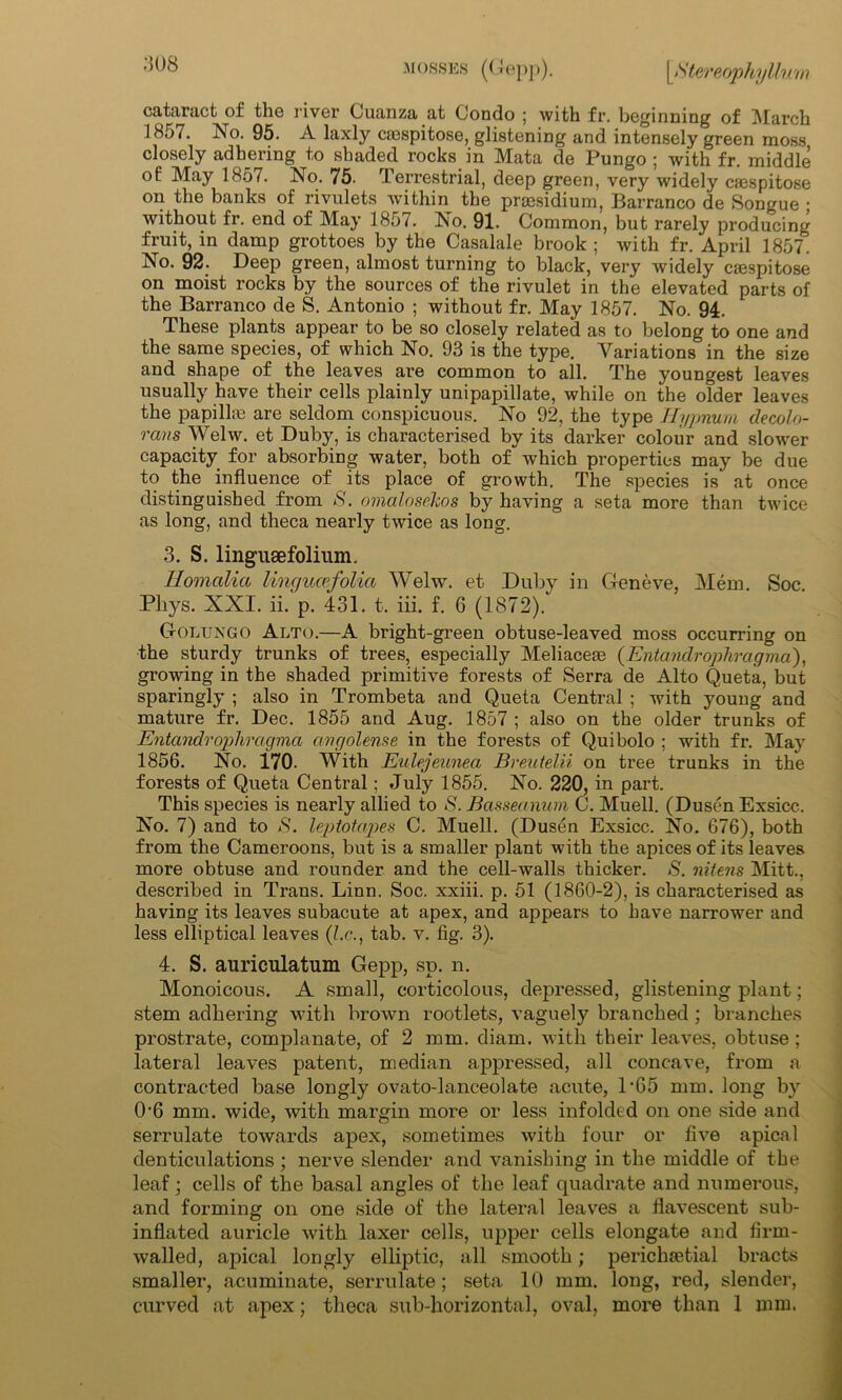 cataract of the river Cuanza at Condo ; with fr. beginning of March 1857. No. 95. A laxly caespitose, glistening and intensely green moss closely adhering to shaded rocks in Mata de Pungo ; with fr. middle of May 1857. No. 75. Terrestrial, deep green, very widely crespitose on the banks of rivulets within the presidium, Barranco de Songue • without fr. end of May 1857. No. 91. Common, but rarely producing fruit, in damp grottoes by the Casalale brook ; with fr. April 1857. No. 92. Deep green, almost turning to black, very widely casspitose on moist rocks by the sources of the rivulet in the elevated parts of the Barranco de S. Antonio ; without fr. May 1857. No. 94. These plants appear to be so closely related as to belong to one and the same species, of which No. 93 is the type. Variations in the size and shape of the leaves are common to all. The youngest leaves usually have their cells plainly unipapillate, while on the older leaves the papilke are seldom conspicuous. No 92, the type Hypnum decoln- rans Welw. et Duby, is characterised by its darker colour and slower capacity for absorbing water, both of which properties may be due to the influence of its place of growth. The species is at once distinguished from S. omalosekos by having a seta more than twice as long, and theca nearly twice as long. 3. S. lingusefolium. Homalia lingucefolia Welw. et Duby in Geneve, Mem. Soc. Pliys. XXI. ii. p. 431. t. iii. f. 6 (1872). Golungo Alto.—A bright-green obtuse-leaved moss occurring on the sturdy trunks of trees, especially Meliace® (Entandrophragma), growing in the shaded primitive forests of Serra de Alto Queta, but sparingly ; also in Trombeta and Queta Central ; with young and mature fr. Dec. 1855 and Aug. 1857 ; also on the older trunks of Entandrophragma avgoleme in the forests of Quibolo ; with fr. May 1856. No. 170. With Eulejeunea Breutelii on tree trunks in the forests of Queta Central; July 1855. No. 220, in part. This species is nearly allied to S. Basseanum C. Muell. (Dusen Exsicc. No. 7) and to S. leptotapes C. Muell. (Dusen Exsicc. No. 676), both from the Cameroons, but is a smaller plant with the apices of its leaves more obtuse and rounder and the cell-walls thicker. S. nitens Mitt., described in Trans. Linn. Soc. xxiii. p. 51 (1860-2), is characterised as having its leaves subacute at apex, and appears to have narrower and less elliptical leaves (l.c., tab. v. fig. 3). 4. S. auriculatum Gepp, sp. n. Monoicous. A small, corticolous, depressed, glistening plant; stem adhering with brown rootlets, vaguely branched ; branches prostrate, complanate, of 2 mm. diam. with their leaves, obtuse; lateral leaves patent, median appressed, all concave, from a contracted base longly ovato-lanceolate acute, 1*65 mm. long by 0‘6 mm. wide, with margin more or less infolded on one side and serrulate towards apex, sometimes with four or five apical denticulations ; nerve slender and vanishing in the middle of the leaf; cells of the basal angles of the leaf quadrate and numerous, and forming on one side of the lateral leaves a fiavescent sub- inflated auricle with laxer cells, upper cells elongate and firm- walled, apical longly elliptic, all smooth; perichsetial bracts smaller, acuminate, serrulate; seta 10 mm. long, red, slender, curved at apex; theca sub-horizontal, oval, more than 1 mm.