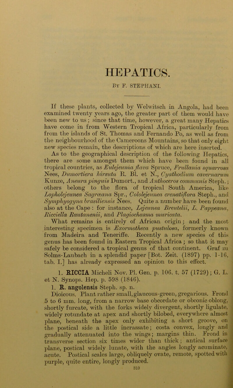 HEPATICS. By F. STEPHAN! If these plants, collected by Welwitsch in Angola, had been examined twenty years ago, the greater part of them would have been new to us; since that time, however, a great many Hepatics have come in from Western Tropical Africa, particularly from from the islands of St. Thomas and Fernando Po, as well as from the neighbourhood of the Cameroons Mountains, so that only eight new species remain, the descriptions of which are here inserted. As to the geographical description of the following Hepatics, there are some amongst them which have been found in all tropical countries, as Eulejeunia Jtava Spruce, Frullania squarrosa Nees, Dumortiera hirsuta It. Bl. et N., Cyathodium cavernai'um Kunze, Aneura pinguis Dumort., and Anthoceros communis Steph.; others belong to the flora of tropical South America, like Lopholejeunea Sagrceanci Spr., Cololejeunea crenatiflm'ci Steph., and Symphyogyna brasiliensis Nees. Quite a number have been found also at the Cape : for instance, Lejeuneci Breutelii, L. Pappeanu, Ricciella Rautanenii, and Plagiochasma muricatci. What remains is entirely of African origin; and the most interesting specimen is Exormotheca pustidosa, formerly known from Madeira and Teneriffe. Recently a new species of this genus has been found in Eastern Tropical Africa; so that it may safely be considered a tropical genus of that continent. Graf zu Solms-Laubach in a splendid paper [Bot. Zeit. (1897) pp. 1-1G, tab. I.] has already expressed an opinion to this effect. 1. RICCIA Micheli Nov. PI. Gen. p. 106. t. 57 (1729); G. L. et N. Synops. Hep. p. 598 (1846). 1. R. angolensis Steph. sp. n. Dioicous, Plant rather small, glaucous-green, gregarious. Frond 5 to 6 mm. long, from a narrow base obcordate or obconic oblong, shortly furcate, with the forks widely divergent, shortly ligulate, widely rotundate at apex and shortly bilobed, everywhere almost plane, beneath the apex only exhibiting a short groove, on the postical side a little incrassate; costa convex, longly and gradually attenuated into the wings; margins thin. Frond in transverse section six times wider than thick; antical surface plane, postical widely lunate, with the angles longly acuminate, acute. Postical scales large, obliquely ovate, remote, spotted with purple, quite entire, longly produced.