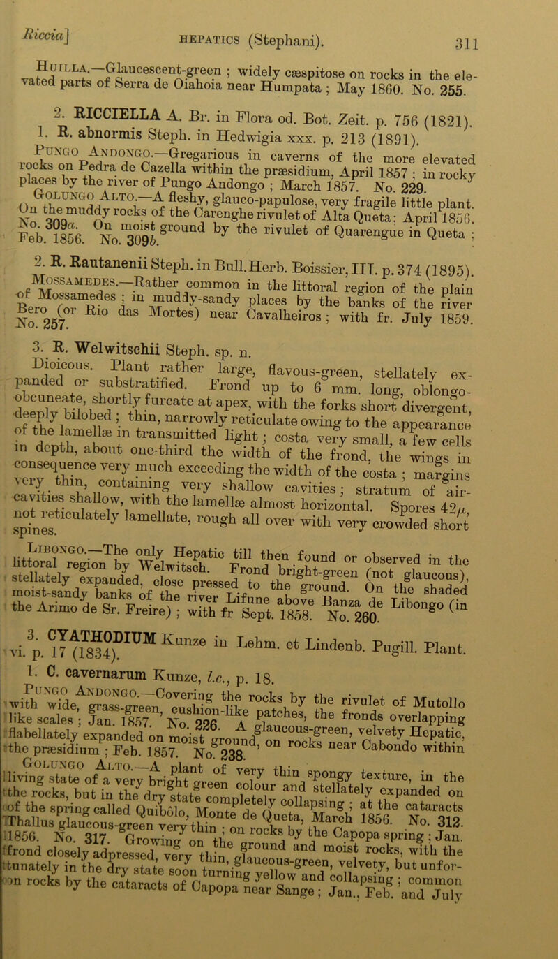 Ricdci\ hepatics (Stephani). 311 vatert n;L.t7?iaUCeSfnA'gI,'een ; wide|y °®sPitose on rocks in the ele- ated parts of Serra de Oiahoia near Humpata ; May 1860. No. 255. 2. RICCIELLA A. Br. in Flora od. Bot. Zeit. p. 756 (1821). 1. R. abnormis Steph. in Hedwigia xxx. p. 213 (1891). Pungo An dongo.—Gregarious in caverns of the more elevated rocks on Pedra de Cazella within the prassidium, April 1857 • in rockv places by the river of Pungo Andongo ; March 1857. No. 229. OnT/iLL NGSriALT°i~^ fl.esh-y’ glauco-papulose, very fragile little plant No 10Ck-S f°f the ^aiienghe rivulet of Alta Queta; AprilP1856. Fei3?856. No.m309lgrOU * °f QuarenS™ in «“eta • 2. R. Rautanenii Steph. in Bnll.Herb. Boissier, III. p. 374 (1895). oFIMS^MEaES'—Ratbe'collmo the littoral region of the plain B™ SeSi m muddy-sandy places by the banks of the river No 257 Rl° dilS Mortes^ near Cavalheiros ; With fr. July 1859. •3. E. Welwitscllii Steph. sp. n. Dioieous. Plant rather large, flavous-green, stellately ex- panded or substratified. Frond up to 6 mm. long, oblongo- obcuneate, shortly furcate at apex, with the forks short divergent deeply brlobed ; thm, narrowly reticulate owing to the appearance of the lamellae in transmuted light; costa ve?y small, a few cells “ deptl1’ about one t1hlrd width of the frond, the wings in consequence very much exceeding the width of the costa ; margins very thm, contaimng very shallow cavities; stratum of §air- cavities shallow with the lamellae almost horizontal. Spores 49„ sptnes. ' 7 lamellate> rou8b a11 over with very crowded short littoT'rephn’by °WeyiwHscPhtiC °r ?Wved in the p. CiI a™4)DrUM Kunze !n Lehm-et Lindenb- PuSiU- Plant- 1. C. cavernarum Kunze, lx., p. 18. wifhU wjdef^rs-gre7nC°c\eS *rt r0<*s,.by *te rivuIet of Mutollo like scales ; Jan. 1857 ’ Ho 22fi * \ 7* °beS’ tbe fronds overlapping flabellately expanded on moisfLi,/l*“coua^reen. velvety Hepatic, the presidium ; Feb. 1857. No^238 ’ °D r°cbs near ^aborido within ■ Hv?n7'state'ofh' 7r7lu-iiht'^P thin,sp0ngy texture, in the the recks, but in the d7 state ^ stellate,y exPanded •of the spring called Ouib.il/ 77 , 77!’ C? a,'smg i at the cataracts TThallus gla,w0us-^^7ver7ttdnn•7ndrodcsehv, 186& N°' 312 11856. No. 317 Growin/on 7. by tJhe CaP°Pa spring ; Jan. ; trn^0^tb^§rTsLdt77o^ 7/' ’ ' m rocks by the cataracts of CapopS j£?Sg 7n™ VI.