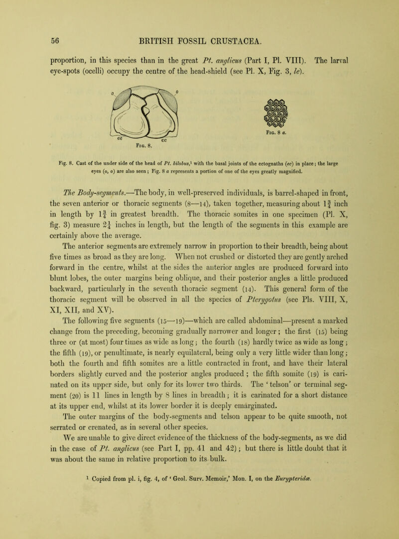 proportion, in this species than in the great Pt. anglicus (Part I, PL VIII). The larval eye-spots (ocelli) occupy the centre of the head-shield (see PI. X, Pig. 3, le). Fig. 8. Fig. 8 a. Fig. 8. Cast of the under side of the head of Pt. bilohus,’^ with the basal joints of the ectognaths (ee) in place ; the large eyes (o, o) are also seen; Fig. 8 a represents a portion of one of the eyes greatly magnified. The Body-segments.—The body, in well-preserved individuals, is barrel-shaped in front, the seven anterior or thoracic segments (8—14), taken together, measuring about 1| inch in length by If in greatest breadth. The thoracic somites in one specimen (PL X, fig. 3) measure inches in length, but the length of the segments in this example are certainly above the average. The anterior segments are extremely narrow in proportion to their breadth, being about five times as broad as they are long. When not crushed or distorted they are gently arched forward in the centre, whilst at the sides the anterior angles are produced forward into blunt lobes, the outer margins being oblique, and their posterior angles a little produced backward, particularly in the seventh thoracic segment (14). This general form of the thoracic segment will be observed in all the species of Pterygoius (see Pis. VIII, X, XI, XII, and XV). The following five segments (15—’19)—which are called abdominal—present a marked change from the preceding, becoming gradually narrower and longer ; the first (1.5) being three or (at most) four times as wide as long; the fourth (is) hardly twice as wide as long ; the fifth (19), or penultimate, is nearly equilateral, being only a very little wider than long; both the fourth and fifth somites are a little contracted in front, and have their lateral borders slightly curved and the posterior angles produced; the fifth somite (19) is cari- nated on its upper side, but only for its lower two thirds. The ‘ telson’ or terminal seg- ment (20) is 11 lines in length by 8 lines in breadth; it is carinated for a short distance at its upper end, whilst at its lower border it is deeply emarginated. 'Idle outer margins of the body-segments and telson appear to be quite smooth, not serrated or crenated, as in several other species. We are unable to give direct evidence of the thickness of the body-segments, as we did in the case of Pt. anglicus (see Part I, pp. 41 and 42); but there is little doubt that it was about the same in relative proportion to its bulk. 1 Copied from pi. i, fig. 4, of ‘ Geol. Surv. Memoir,’ Mon. I, on the EurypteridcB.