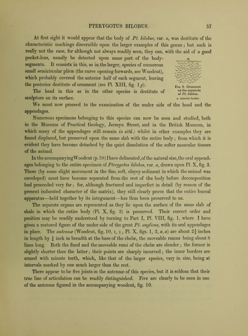 At first sight it would appear that the body of Pt. bilohus, var. a, was destitute of the characteristic markings discernible upon the larger examples of this genus; but such is really not the case, for although not always readily seen, they can, with the aid of a good pocket-lens, usually be detected upon some part of the body- segments. It consists'in this, as in the larger, species of numerous small semicircular plicae (the curve opening forwards, see Woodcut), which probably covered the anterior half of each segment, leaving the posterior destitute of ornament (see PI. XIII, fig. Ig). The head in this as in the other species is destitute of sculpture on its surface. We must now proceed to the examination of the under side of the head and the appendages. Numerous specimens belonging to this species can now be seen and studied, both in the Museum of Practical Geology, Jermyn Street, and in the British Museum, in which many of the appendages still remain in situ; whilst in other examples they are found displaced, but preserved upon the same slab Avith the entire body; from which it is evident they have become detached by the quiet dissolution of the softer muscular tissues of the animal. In the accompanyingWoodcut (p. 58) Ihave delineated,of the natural size, the oral append- ages belonging to the entire specimen oiPterggotiis bilohus, var. a, drawn upon PI. X, fig. 3. These (by some slight movement in the fine, soft, clayey sediment in which the animal was enveloped) must have become separated from the rest of the body before decomposition had proceeded very far; for, although fractured and imperfect in detail (by reason of the present indurated character of the matrix), they still clearly prove that the entire buccal apparatus—held together by its integument—has thus been preserved to us. The separate organs are represented as they lie upon the surface of the same slab of shale in which the entire body (PI. X, fig. 3) is preserved. Their correct order and position may be readily understood by turning to Part I, PI. VIII, fig. 1, where I have given a restored figure of the under side of the great Ft. anglicus, with its oral appendages in place. The antenna (Woodcut, fig. 10, i, i ; PI. X, figs. 1, 2, a, a) are about 2^ inches in length by j inch in breadth at the base of the chelae, the moveable ramus being about 8 lines long. Both the fixed and the moveable rami of the chelae are slender ; the former is slightly shorter than the latter; their points are sharply incurved; the inner borders are armed with minute teeth, which, like that of the larger species, vary in size, being at intervals marked by one much larger than the rest. There appear to be five joints in the antennae of this species, but it is seldom that their true line of articulation can be readily distinguished. Five are clearly to be seen in one of the antennae figured in the accompanying woodcut, fig. 10, a Fig. 9. Ornament on the segments of Pt. bilohus. a. Anterior bonier.