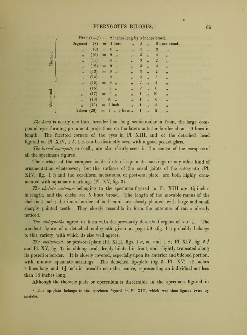 Head (1—7) = 2 inches long by 3 inches broad. Segment (8) = 4 lines ,, 3 yy 2 lines broad. » (9) = 8 „ 3 yy 3 yy 0 *0 2 0 » (10) = 9 „ 3 yy 4 yy » (11) = 9 „ 3 yy 2 yy » (121 = 9 „ 3 yy 2 yy .. (13) = 9 „ 3 yy 2 yy V » (14) = 8 „ 2 yy 6 yy < » (15) = 8 „ 2 yy 2 yy c3 » (16) — 0 2 yy 0 yy G 1 (17) = 9 ,. 1 yy 10 yy 0 » (18) = 10 „ 1 yy 6 yy < » (19) = 1 inch „ 1 yy 5 yy Telson (20) = 1 „ 9 lines „ 1 yy 5 yy The head is nearly one third broader than long, semicircular in front, the large com pound eyes forming prominent projections on the latero-anterior border about 10 lines in length. The facetted cornese of the eyes in PI. XIII, and of the detached head figured on PI. XIV, 1 1 c, can be distinctly seen with a good pocket-glass. The larval eye-spots, or ocelli, are also clearly seen in the centre of the carapace of all the specimens figured. The surface of the carapace is destitute of squamate markings or any other kind of ornamentation whatsoever; but the surfaces of the coxal joints of the ectognath (PI. XIV, fig. 1 c) and the cordiform metastoma, or post-oral plate, are both highly orna- mented with squamate markings (PI. XV, fig. 3). The chelate antennce belonging to the specimen figured in PI. XIII are 4| inches in length, and the chelae are 5 lines broad. The length of the movable ramus of the chela is 1 inch; the inner border of both rami are closely planted with large and small sharply pointed teeth. They closely resemble in form the antennae of var. a already noticed. The endognaths agree in form with the previously described organs of var. a. The woodcut figure of a detached endognath given at page 59 (fig. 11) probably belongs to this variety, with which its size well agrees. The metastoma or post-oral plate (PI. XIII, figs. 1 a, m, and 1 c; PI. XIV, fig. 2 and PI. XV, fig. 3) is oblong oval, deeply bilobed in front, and slightly truncated along its posterior border. It is closely covered, especially upon its anterior and bilobed portion, with minute squamate markings. The detached lip-plate (fig. 3, PI. XV) is 2 inches 4 lines long and I5 inch in breadth near the centre, representing an individual not less than 18 inches long. Although the thoracic plate or operculum is discernible in the specimen figured in 1 This lip-plate belongs to the specimen figured in PI. XIII, which was thus figured twice by mistake.