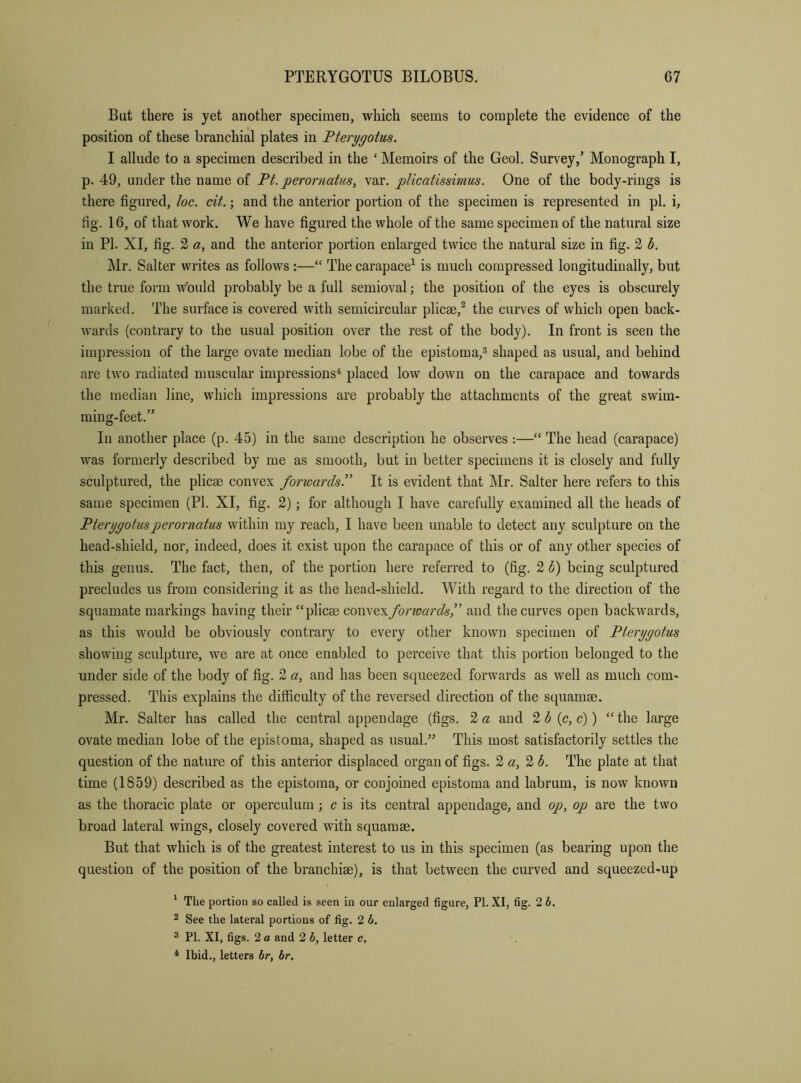 But there is yet another specimen, which seems to complete the evidence of the position of these branchial plates in Fterygotus, I allude to a specimen described in the ‘ Memoirs of the Geol. Survey,’ Monograph I, p. 49, under the name of Pt. perornatus, var. plicatissimus. One of the body-rings is there figured, loc. cit.; and the anterior portion of the specimen is represented in pi. i, fig. 16, of that work. We have figured the whole of the same specimen of the natural size in PI. XI, fig. 2 a, and the anterior portion enlarged twice the natural size in fig. 2 b. Mr. Salter writes as follows :—“ The carapace^ is much compressed longitudinally, but the true form would probably be a full semioval; the position of the eyes is obscurely marked. The surface is covered with semicircular plicae,^ the curves of which open back- wards (contrary to the usual position over the rest of the body). In front is seen the impression of the large ovate median lobe of the epistoma,^ shaped as usual, and behind are two radiated muscular impressions^ placed low down on the carapace and towards the median line, which impressions are probably the attachments of the great swim- ming-feet.” In another place (p. 45) in the same description he observes :—“ The head (carapace) was formerly described by me as smooth, but in better specimens it is closely and fully sculptured, the plicae convex forwards!' It is evident that Mr. Salter here refers to this same specimen (PI. XI, fig. 2); for although I have carefully examined all the heads of PteryyofMsperornatus within my reach, I have been unable to detect any sculpture on the head-shield, nor, indeed, does it exist upon the carapace of this or of any other species of this genus. The fact, then, of the portion here referred to (fig. 2 h) being sculptured precludes us from considering it as the head-shield. With regard to the direction of the squamate markings having their “plicae convex forwards f and the curves open backwards, as this would be obviously contrary to every other known specimen of Pterygotus showing sculpture, we are at once enabled to perceive that this portion belonged to the under side of the body of fig. 2 a, and has been squeezed forwards as well as much com- pressed. This explains the difficulty of the reversed direction of the squamae. Mr. Salter has called the central appendage (figs. 2 a and 2 h {c, c)) “ the large ovate median lobe of the epistoma, shaped as usual.” This most satisfactorily settles the question of the nature of this anterior displaced organ of figs. 2 a, 2 b. The plate at that time (1859) described as the epistoma, or conjoined epistoma and labrum, is now known as the thoracic plate or operculum; c is its central appendage, and op, op are the two broad lateral wings, closely covered with squamae. But that which is of the greatest interest to us in this specimen (as bearing upon the question of the position of the branchiae), is that between the curved and squeezed-up ^ The portion so called is seen in our enlarged figure, PI. XI, fig. 2 b, 2 See the lateral portions of fig. 2 h. ® PI. XI, figs. 2 a and 2 h, letter c. * Ibid., letters br, br.