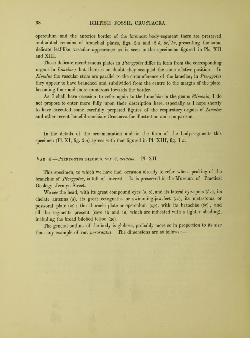 operculum and the anterior border of the foremost body-segment there are preserved undoubted remains of branchial plates, figs. '2 a and 2 h, hr, hr, presenting the same delicate leaf-like vascular appearance as is seen in the specimens figured in Pis. XII and XIII. These delicate membranous plates in Fterygotus differ in form from the corresponding organs in Limulus; but there is no doubt they occupied the same relative position. In Limulus the vascular striae are parallel to the circumference of the lamellae; in Pterygotus they appear to have branched and subdivided from the centre to the margin of the plate, becoming finer and more numerous towards the border. As I shall have occasion to refer again to the branchiae in the genus Slimonia, I do not propose to enter more fully upon their description here, especially as I hope shortly to have executed some carefully prepared figures of the respiratory organs of Limulus and other recent lamellibranchiate Crustacea for illustration and comparison. In the details of the ornamentation and in the form of the body-segments this specimen (PI. XI, fig. 2 a) agrees with that figured in PL XIII, fig. 1 a. Var. 4.—Pterygotus bilobus, var. S, acidens. PI. XII. This specimen, to which we have had occasion already to refer when speaking of the branchiae of Pterygotus, is full of interest. It is preserved in the Museum of Practical Geology, Jermyn Street. We seethe head, with its great compound eyes (o, o), and its lateral eye-spots (/ e), its chelate antenna (a), its great ectognaths or swimming-jaw-feet {ec), its metastoma or post-oral plate {m); the thoracic plate or operculum {op), with its branchiae [hr) ; and all the segments present (save 15 and I6, which are indicated with a lighter shading), including the broad bilobed telson (20). The general outline of the body is globose, probably more so in proportion to its size than any example of var. perornatus. The dimensions are as follows :—