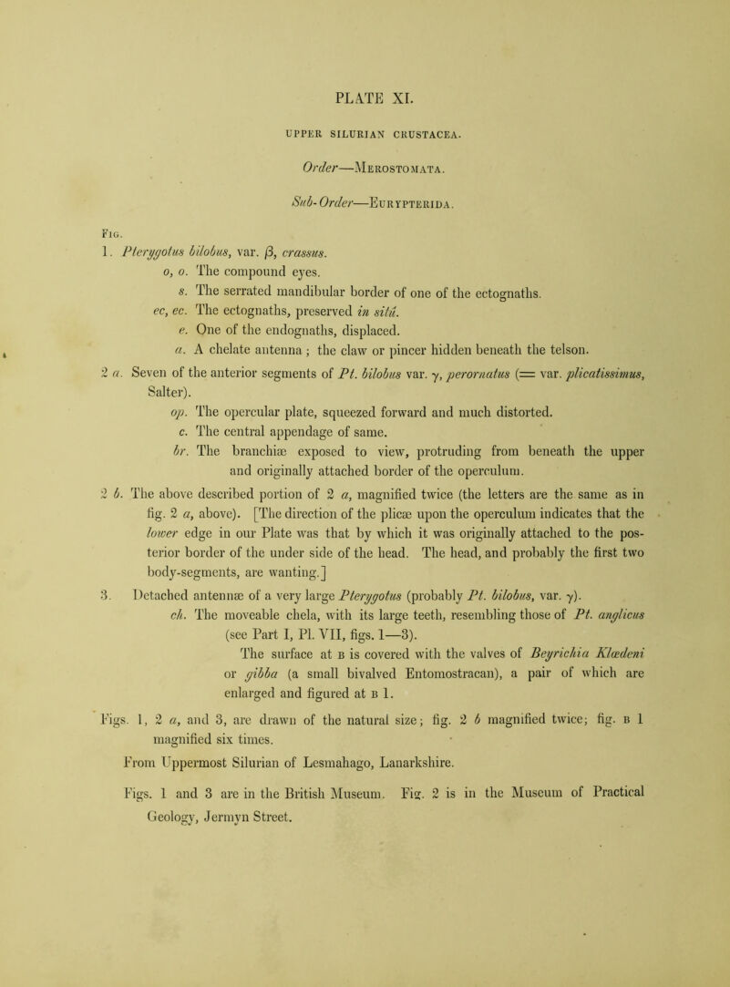 UPPER SILURIAN CRUSTACEA. Order—Me rosto m ata . Sub- Order—Eurypterida. Fig. 1. Fterygotus bilobus, var. /3, crassus. 0, 0. The compound eyes. s. The serrated mandibular border of one of the ectognaths. ec, ec. The ectognaths, preserved in. situ, e. One of the endognaths, displaced. a. A chelate antenna ; the claw or pincer hidden beneath the telson. .2 a. Seven of the anterior segments of Ft. bilobus var. y, perornatus (= var. plieatissimus, Salter). op. The opercular plate, squeezed forward and much distorted. c. The central appendage of same. hr. The branchim exposed to view, protruding from beneath the upper and originally attached border of the operculum. 2 b. The above described portion of 2 a, magnified twice (the letters are the same as in fig. 2 a, above). [The direction of the plicie upon the operculum indicates that the loioer edge in our Plate was that by which it was originally attached to the pos- terior border of the under side of the head. The head, and probably the first two body-segments, are wanting.] 3. Detached antennae of a very large Fterygotus (probably Ft. bilobus, var. y). ch. The moveable chela, with its large teeth, resembling those of Ft. anylicus (see Part I, PI. VII, figs. 1—3). The surface at b is covered with the valves of Beyrichia Klcedeni or yibba (a small bivalved Entomostracan), a pair of which are enlarged and figured at b 1. Pigs. \, 2 a, and 3, are drawn of the natural size; fig. 2 b magnified twice; fig. b 1 magnified six times. From Uppermost Silurian of Lesmahago, Lanarkshire. Figs. 1 and 3 are in the British Museum. Fig. 2 is in the Museum of Practical Geology, Jennyn Street.