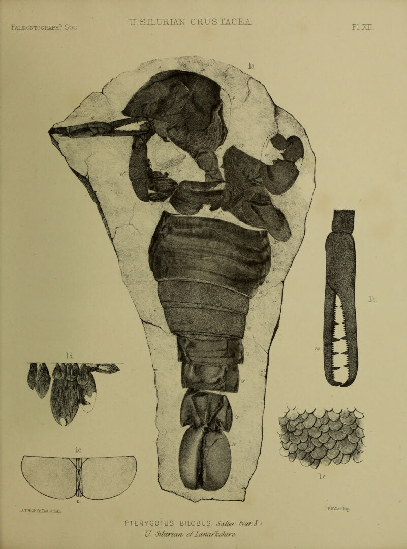 Pale DITTOGRAPH^ Soc ‘U SILTmL^ CPvUSTACEA PIXP A, ATHnlh.c!k,T) et et T.’Wallfty Ttt>p li PTERYGOTUS Bl LOBUS, ^ U. Szbzrian^ of lanar^^are-