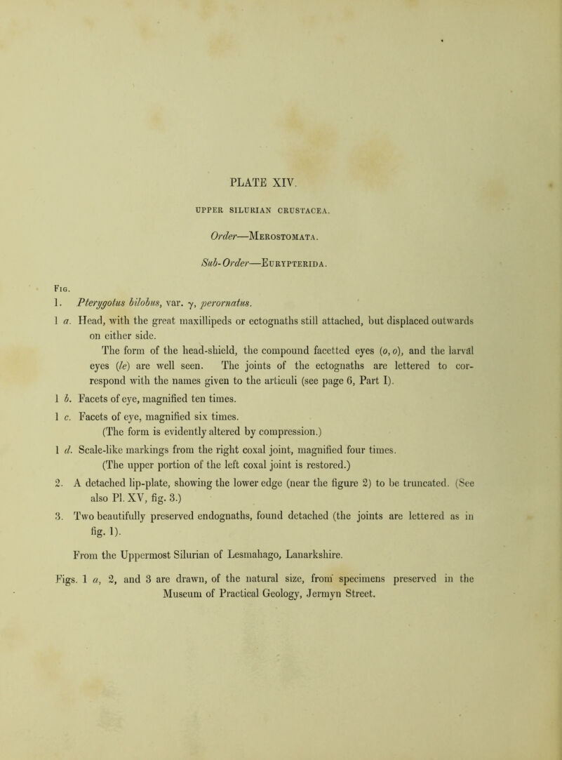 UPPER SILURIAN CRUSTACEA. Order—Merostomata . Sub-Order—Eurypterida. Fig. 1. Pterygotus bilobus, var. -y, perornatus. 1 a. Head, with the great maxillipeds or ectognaths still attached, but displaced outwards on either side. The form of the head-shield, the compound facetted eyes (o, o), and the larval eyes {le) are well seen. The joints of the ectognaths are lettered to cor- respond with the names given to the articuli (see page 6, Part I). i h. Facets of eye, magnified ten times. 1 c. Facets of eye, magnified six times. (The form is evidently altered by compression.) 1 d. Scale-like markings from the right coxal joint, magnified four times. (The upper portion of the left coxal joint is restored.) 2. A detached lip-plate, showing the lower edge (near the figure 2) to be truncated. (See also PL XV, fig. 3.) 3. Two beautifully preserved endognaths, found detached (the joints are lettered as in fig. 1). From the Uppermost Silurian of Lesmahago, Lanarkshire. Figs. 1 a, 2, and 3 are drawn, of the natural size, from' specimens preserved in the Museum of Practical Geology, Jermyn Street.
