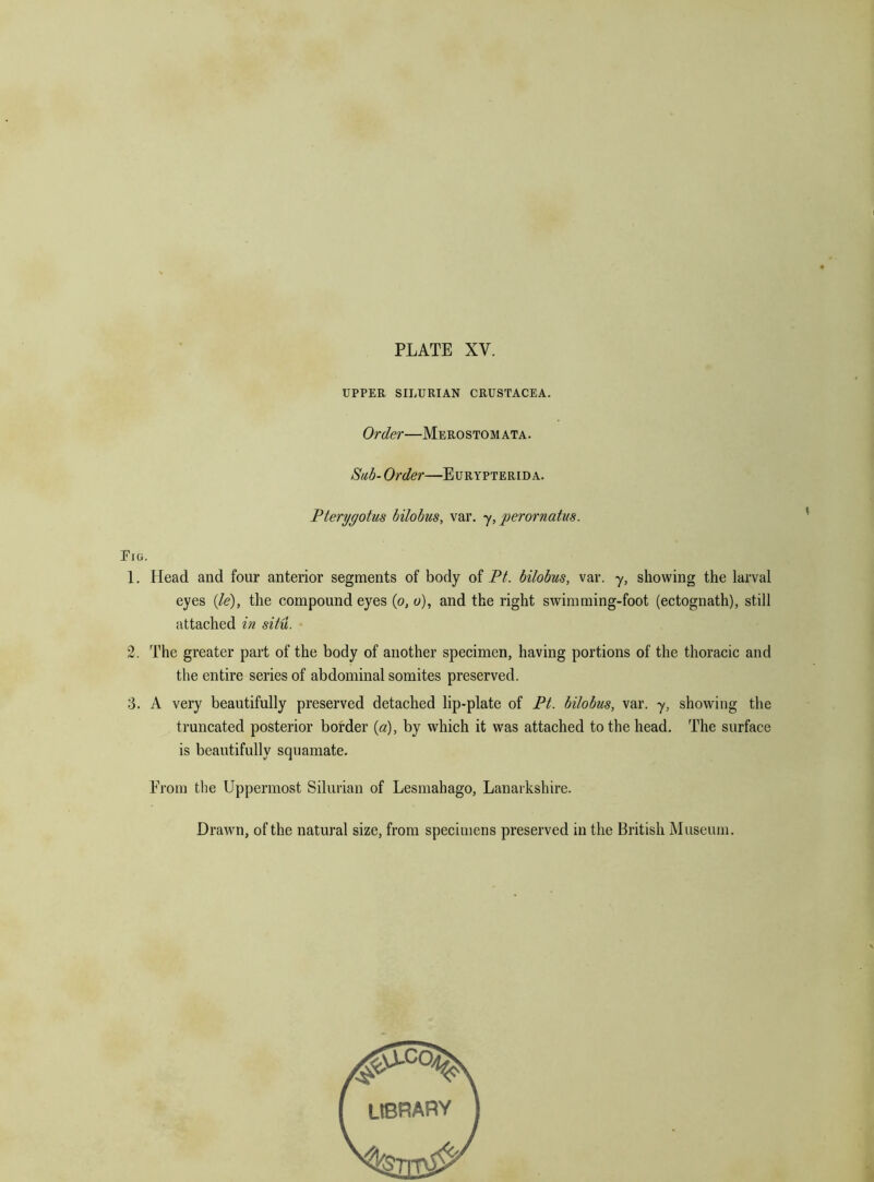 UPPER SILURIAN CRUSTACEA. Order—Merostomata. Sub- Order—Eurypterid a. Pterygotus bilobus, var. y, perornatus. Fig. 1. Head and four anterior segments of body of Pt. bilobus, var. y, showing the larval eyes (/e), the compound eyes {p, o), and the right swimming-foot (ectognath), still attached in situ. 2. The greater part of the body of another specimen, having portions of the thoracic and the entire series of abdominal somites preserved. 3. A very beautifully preserved detached lip-plate of Pt. bilobus, var. y, showing the truncated posterior border {a), by which it was attached to the head. The surface is beautifully squamate. From the Uppermost Silurian of Lesmahago, Lanarkshire. Drawn, of the natural size, from specimens preserved in the British Museum. library