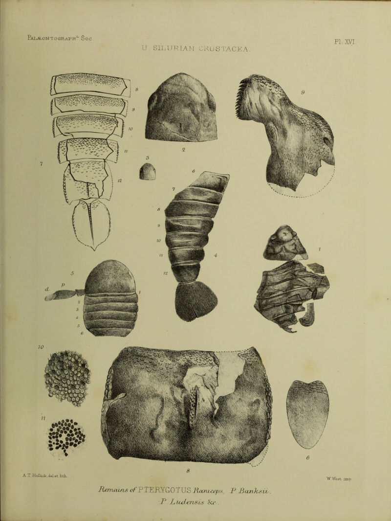 PaL^ONTOGRAPH^ SoC. PL XVI U . SriPUP/IXM CinUS‘!7\CP: A. 11 A .T. Holliolc, del ©t KtA. s B^ruuns <?/’ P TE RY G 0 T US lixvm^eps, F B cmhs vi.. F B uFA’ns Lv . 6 W'Wes't imp