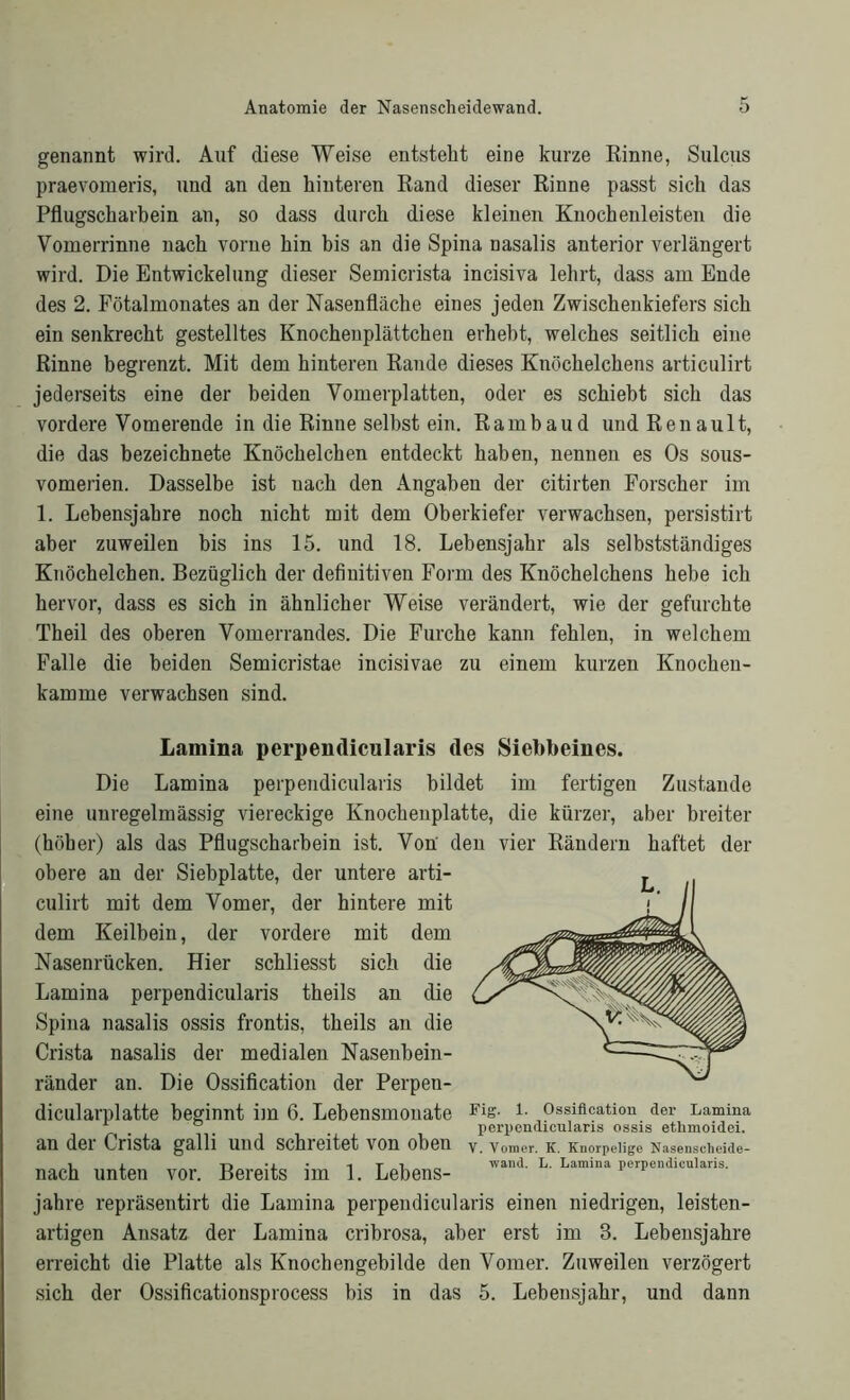 genannt wird. Auf diese Weise entsteht eine kurze Rinne, Sulcus praevomeris, und an den hinteren Rand dieser Rinne passt sich das Pflugscharbein an, so dass durch diese kleinen Knochenleisten die Vomerrinne nach vorne hin bis an die Spina nasalis anterior verlängert wird. Die Entwickelung dieser Semicrista incisiva lehrt, dass am Ende des 2. Fötalmonates an der Nasenfläche eines jeden Zwischenkiefers sich ein senkrecht gestelltes Knochenplättchen erhebt, welches seitlich eine Rinne begrenzt. Mit dem hinteren Rande dieses Knöchelchens articulirt jederseits eine der beiden Vomerplatten, oder es schiebt sich das vordere Vomerende in die Rinne selbst ein. Rambaud und Renault, die das bezeichnete Knöchelchen entdeckt haben, nennen es Os sous- vomerien. Dasselbe ist nach den Angaben der citirten Forscher im 1. Lebensjahre noch nicht mit dem Oberkiefer verwachsen, persistirt aber zuweilen bis ins 15. und 18. Lebensjahr als selbstständiges Knöchelchen. Bezüglich der definitiven Form des Knöchelchens hebe ich hervor, dass es sich in ähnlicher Weise verändert, wie der gefurchte Theil des oberen Vomerrandes. Die Furche kann fehlen, in welchem Falle die beiden Semicristae incisivae zu einem kurzen Knochen- kamme verwachsen sind. Lamina perpendicularis des Siebbeines. Die Lamina perpendicularis bildet im fertigen Zustande eine unregelmässig viereckige Knochenplatte, die kürzer, aber breiter (höher) als das Pflugscharbein ist. Von' den vier Rändern haftet der obere an der Siebplatte, der untere arti- culirt mit dem Vomer, der hintere mit dem Keilbein, der vordere mit dem Nasenrücken. Hier schliesst sich die Lamina perpendicularis theils an die Spina nasalis ossis frontis, theils an die Crista nasalis der medialen Nasenbein- ränder an. Die Ossification der Perpen- dicularplatte beginnt im 6. Lebensmonate an der Crista galli und schreitet von oben nach unten vor. Bereits im 1. Lebens- jahre repräsentirt die Lamina perpendicularis einen niedrigen, leisten- artigen Ansatz der Lamina cribrosa, aber erst im 3. Lebensjahre erreicht die Platte als Knochengebilde den Vom er. Zuweilen verzögert sich der Ossificationsprocess bis in das 5. Lebensjahr, und dann Ossification der Lamina perpendicularis ossis ethmoidei. Vomer. IC. Knorpelige Nasenscheide- wand. L. Lamina perpendicularis.