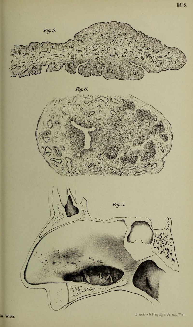 Fig. 6. in Wien. -X«rJ!