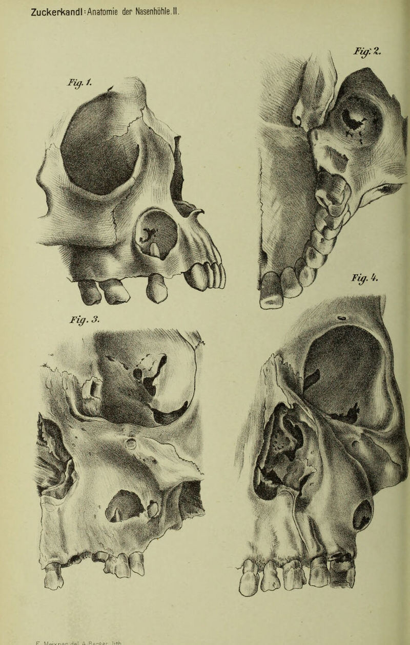 Fig. 3. FiglZ. F M« Hol A RorAor lith