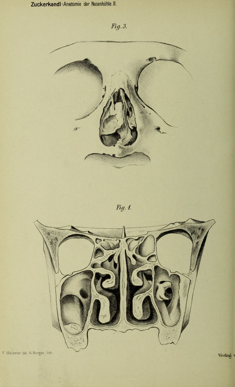 Fi ff. I ZuckerkandhAnatomie der Nasenhöhle.II. Fig. 3. F. Meixner del A.Berger lith.
