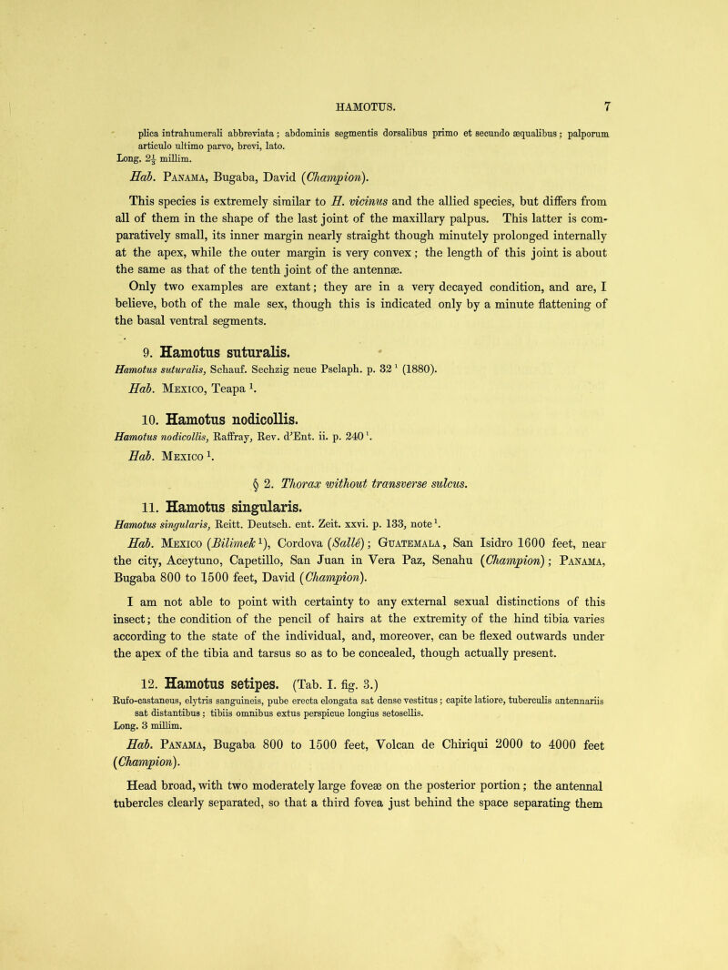 plica intrahumerali abbreviata ; abdominis segmentis dorsalibus primo et secundo sequalibus ; palporum articulo ultimo parvo, brevi, lato. Long. 2-i- millim. Hab. Panama, Bugaba, David (Champion). This species is extremely similar to H. vicinus and the allied species, but differs from all of them in the shape of the last joint of the maxillary palpus. This latter is com- paratively small, its inner margin nearly straight though minutely prolonged internally at the apex, while the outer margin is very convex; the length of this joint is about the same as that of the tenth joint of the antennae. Only two examples are extant; they are in a very decayed condition, and are, I believe, both of the male sex, though this is indicated only by a minute flattening of the basal ventral segments. 9. Hamotus suturalis. Hamotus suturalis, Schauf. Sechzig neue Pselaph. p. 32 1 (1880). Hab. Mexico, Teapa K 10. Hamotus nodicollis. Hamotus nodicollis, Raffray, Rev. d'Ent. ii. p. 240 \ Hab. Mexico 1. § 2. Thorax without transverse sulcus. 11. Hamotus singularis. Hamotus singularis, Reitt. Deutsch. ent. Zeit. xxvi. p. 133, note1. Hab. Mexico (BilimeJc1), Cordova [Salle); Guatemala, San Isidro 1600 feet, near the city, Aceytuno, Capetillo, San Juan in Vera Paz, Senahu (Champion); Panama, Bugaba 800 to 1500 feet, David (Champion). I am not able to point with certainty to any external sexual distinctions of this insect; the condition of the pencil of hairs at the extremity of the hind tibia varies according to the state of the individual, and, moreover, can be flexed outwards under the apex of the tibia and tarsus so as to be concealed, though actually present. 12. Hamotus setipes. (Tab. I. fig. 3.) Rufo-castaneus, elytris sanguineis, pube erecta elongata sat dense vestitus; capite latiore, tuberculis antennariis sat distantibus; tibiis omnibus extus perspicue longius setosellis. Long. 3 millim. Hab. Panama, Bugaba 800 to 1500 feet, Volcan de Chiriqui 2000 to 4000 feet Head broad, with two moderately large fovese on the posterior portion; the antennal tubercles clearly separated, so that a third fovea just behind the space separating them