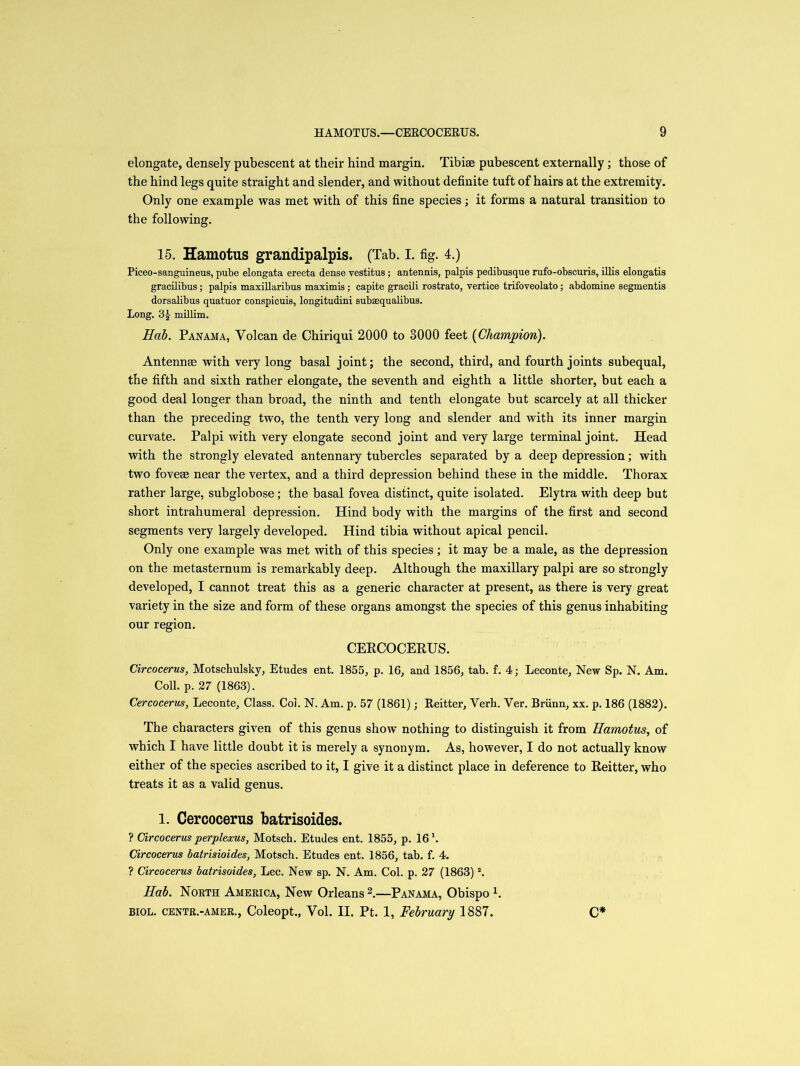 elongate, densely pubescent at their hind margin. Tibiae pubescent externally; those of the hind legs quite straight and slender, and without definite tuft of hairs at the extremity. Only one example was met with of this fine species; it forms a natural transition to the following. 15. Hamotus grandipalpis. (Tab. I. fig. 4.) Piceo-sanguineus, pube elongata erecta dense vestitus; antennis, palpis pedibusque rufo-obscuris, illis elongatis gracilibus; palpis maxillaribus maximis; capifce gracili rostrato, vertice trifoveolato; abdomine segmentis dorsalibus quatuor conspicuis, longitudini subaequalibus. Long. 3\ millim. Hab. Panama, Volcan de Chiriqui 2000 to 3000 feet (Champion). Antennae with very long basal joint; the second, third, and fourth joints subequal, the fifth and sixth rather elongate, the seventh and eighth a little shorter, but each a good deal longer than broad, the ninth and tenth elongate but scarcely at all thicker than the preceding two, the tenth very long and slender and with its inner margin curvate. Palpi with very elongate second joint and very large terminal joint. Head with the strongly elevated antennary tubercles separated by a deep depression; with two fovese near the vertex, and a third depression behind these in the middle. Thorax rather large, subglobose; the basal fovea distinct, quite isolated. Elytra with deep but short intrahumeral depression. Hind body with the margins of the first and second segments very largely developed. Hind tibia without apical pencil. Only one example was met with of this species; it may be a male, as the depression on the metasternum is remarkably deep. Although the maxillary palpi are so strongly developed, I cannot treat this as a generic character at present, as there is very great variety in the size and form of these organs amongst the species of this genus inhabiting our region. CERCOCERUS. Circocerus, Motschulsky, Etudes ent. 1855, p. 16, and 1856, tab. f. 4; Leconte, New Sp. N. Am. Coll. p. 27 (1863). Cercocerus, Leconte, Class. Col. N. Am. p. 57 (1861); Reitter, Verh. Yer. Briinn, xx. p. 186 (1882). The characters given of this genus show nothing to distinguish it from Hamotus, of which I have little doubt it is merely a synonym. As, however, I do not actually know either of the species ascribed to it, I give it a distinct place in deference to Reitter, who treats it as a valid genus. l. Cercocerus batrisoides. ? Circocerus perplexus, Motsch. Etudes ent. 1855, p. 16 h Circocerus batrisioides, Motsch. Etudes ent. 1856, tab. f. 4. ? Circocerus batrisoides, Lee. New sp. N. Am. Col. p. 27 (1863)2. Hab. North America, New Orleans 2.—Panama, Obispo L BIOL, centr.-amer., Coleopt., Yol. II. Pt. 1, February 1887. C*