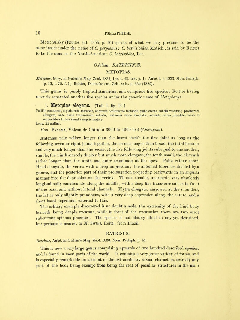 Motschulsky (Etudes ent. 1855, p. 16) speaks of what we may presume to be the same insect under the name of C. perplexus; C. batrisioides, Motsch., is said by Reitter to be the same as the North-American G. batrisoides, Lee. Subfam. BATRISIN2E. METOPIAS. Metopias, Gory, in Guerin’s Mag. Zool. 1832, Ins. t. 42, text p. 1; Aube, 1. c. 1833, Mon. Pselaph. p. 13, t. 78. f. 1; Reitter, Deutsche ent. Zeit. xxix. p. 334 (1885). This genus is purely tropical American, and comprises five species; Reitter having recently separated another five species under the generic name of Metopioxys. 1. Metopias elegans. (Tab. I. fig. 10.) Pallide castaneus, elytris rufo-testaceis, antennis pedibusque testaceis, pube erecta subtili vestitus ; protborace elongato, ante basin transversim sulcato; antennis valde elongatis, articulo tertio graciliter ovali et sequentibus tribus simul sumptis majore. Long. millim. Hah. Panama, Volcan de Chiriqui 3000 to 4000 feet (Champion). Antennae pale yellow, longer than the insect itself; the first joint as long as the following seven or eight joints together, the second longer than broad, the third broader and very much longer than the second, the five following joints subequal to one another, simple, the ninth scarcely thicker but much more elongate, the tenth small, the eleventh rather longer than the ninth and quite acuminate at the apex. Palpi rather short. Head elongate, the vertex with a deep impression; the antennal tubercles divided by a groove, and the posterior part of their prolongation projecting backwards in an angular manner into the depression on the vertex. Thorax slender, unarmed ; very obsoletely longitudinally canaliculate along the middle; with a deep fine transverse sulcus in front of the base, and without lateral channels. Elytra elongate, narrowed at the shoulders, the latter only slightly prominent, with a very deep depression along the suture, and a short basal depression external to this. The solitary example discovered is no doubt a male, the extremity of the hind body beneath being deeply excavate, while in front of the excavation there are two erect subcurvate spinous processes. The species is not closely allied to any yet described, but perhaps is nearest to M. hirtus, Reitt., from Brazil. BATRISUS. Batrisus, Aube, in Guerin’s Mag. Zool. 1833, Mon. Pselaph. p. 45. This is now a very large genus comprising upwards of two hundred described species, and is found in most parts of the world. It contains a very great variety of forms, and is especially remarkable on account of the extraordinary sexual characters, scarcely any part of the body being exempt from being the seat of peculiar structures in the male