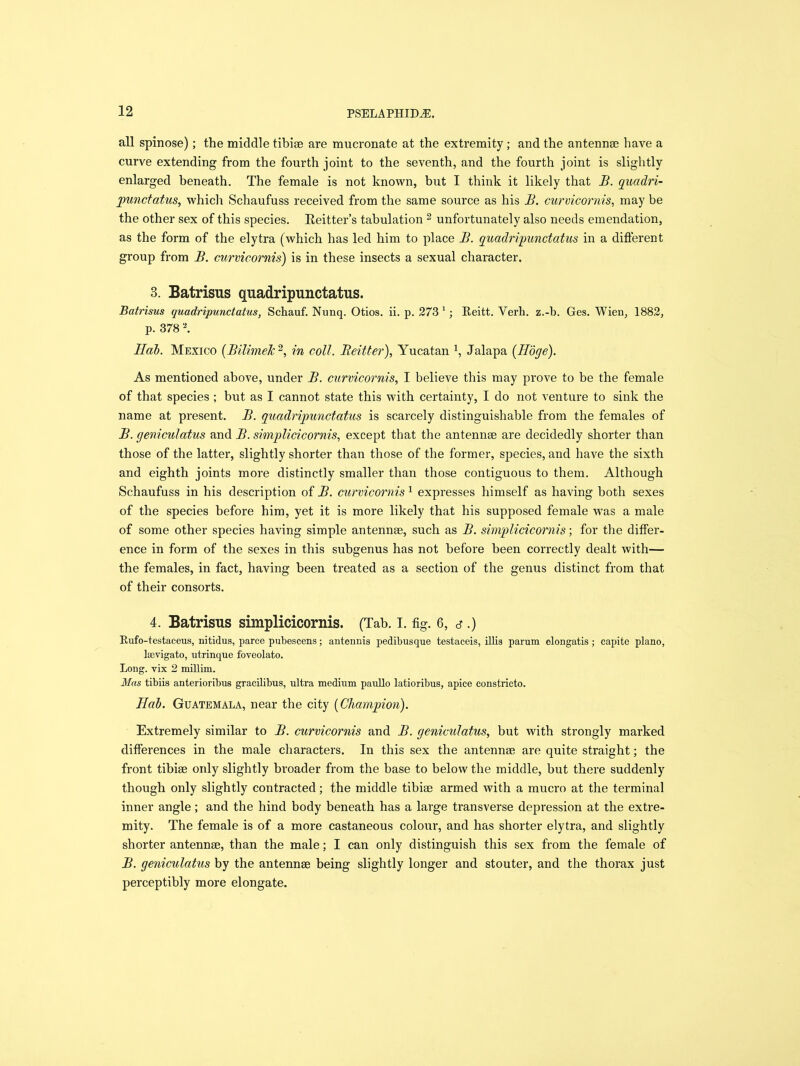all spinose); the middle tibiae are mucronate at the extremity; and the antennae have a curve extending from the fourth joint to the seventh, and the fourth joint is slightly enlarged beneath. The female is not known, but I think it likely that B. quadri- punctatus, which Schaufuss received from the same source as his B. curvicornis, may be the other sex of this species. Reitter’s tabulation 2 unfortunately also needs emendation, as the form of the elytra (which has led him to place B. quadripunctatus in a different group from B. curvicornis) is in these insects a sexual character. 3. Batrisus quadripunctatus. Batrisus quadripunctatus, Schauf. Nunq. Otios. ii. p. 273 1; Reitt. Yerh. z.-b. Ges. Wien, 1882, p. 378 2. Bab. Mexico (Bilimek 2, in coll. Beitter), Yucatan 1, Jalapa (Hoge). As mentioned above, under B. curvicornis, I believe this may prove to he the female of that species ; but as I cannot state this with certainty, I do not venture to sink the name at present. B. quadripunctatus is scarcely distinguishable from the females of B. geniculatus and B. simplicicornis, except that the antennae are decidedly shorter than those of the latter, slightly shorter than those of the former, species, and have the sixth and eighth joints more distinctly smaller than those contiguous to them. Although Schaufuss in his description of B. curvicornis1 expresses himself as having both sexes of the species before him, yet it is more likely that his supposed female was a male of some other species having simple antennae, such as B. simplicicornis; for the differ- ence in form of the sexes in this subgenus has not before been correctly dealt with— the females, in fact, having been treated as a section of the genus distinct from that of their consorts. 4. Batrisus simplicicornis. (Tab. I. fig. 6, e .) Rufo-testaceus, nitidus, parce pubescens; antennis pedibusque testaceis, illis parum elongatis; capite piano, Isevigato, utrinque foveolato. Long, vix 2 millim. Mas tibiis anterioribus gracilibus, ultra medium paullo latioribus, apice constricto. Hah. Guatemala, near the city [Champion). Extremely similar to B. curvicornis and B. geniculatus, but with strongly marked differences in the male characters. In this sex the antennae are quite straight; the front tibiae only slightly broader from the base to below the middle, but there suddenly though only slightly contracted; the middle tibiae armed with a mucro at the terminal inner angle; and the hind body beneath has a large transverse depression at the extre- mity. The female is of a more castaneous colour, and has shorter elytra, and slightly shorter antennae, than the male; I can only distinguish this sex from the female of B. geniculatus by the antennae being slightly longer and stouter, and the thorax just perceptibly more elongate.
