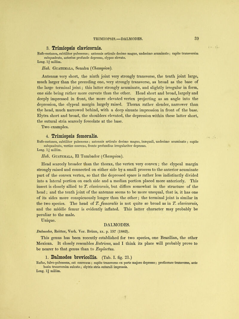 TRIMIOPSIS.—DALMODES. 3. Trimiopsis clavicornis. Rufo-castanea, subtiliter pubescens; antennis articulo decimo magno, undeeimo acuminato; capita transversim subquadrato, anterius profunde depresso, clypeo elevato. Long. If millim. Hab. Guatemala, Senahu (Champion). Antennae very short, the ninth joint very strongly transverse, the tenth joint large, much larger than the preceding one, very strongly transverse, as broad as the base of the large terminal joint; this latter strongly acuminate, and slightly irregular in form, one side being rather more curvate than the other. Head short and broad, largely and deeply impressed in front, the more elevated vertex projecting as an angle into the depression, the clypeal margin largely raised. Thorax rather slender, narrower than the head, much narrowed behind, with a deep sinuate impression in front of the base. Elytra short and broad, the shoulders elevated, the depression within these latter short, the sutural stria scarcely foveolate at the base. Two examples. 4. Trimiopsis femoralis. Rufo-castanea, subtiliter pubescens; antennis articulo decimo magno, insequali, undeeimo acuminato ; capite subquadrato, vertice convexo, fronte profundius irregulariter depresso. Long. 1| millim. Hab. Guatemala, El Tumbador (Champion). Head scarcely broader than the thorax, the vertex very convex ; the clypeal margin strongly raised and connected on either side by a small process to the anterior acuminate part of the convex vertex, so that the depressed space is rather less indistinctly divided into a lateral portion on each side and a median portion placed more anteriorly. This insect is closely allied to T. clavicornis, but differs somewhat in the structure of the head; and the tenth joint of the antennae seems to be more unequal, that is, it has one of its sides more conspicuously longer than the other; the terminal joint is similar in the two species. The head of T. femoralis is not quite so broad as in T. clavicornis, and the middle femur is evidently inflated. This latter character may probably be peculiar to the male. Unique. DALMODES. Dalmodes, Reitter, Verh. Yer. Briinn, xx. p. 197 (1882). This genus has been recently established for two species, one Brazilian, the other Mexican. It closely resembles JBatrisus, and I think its place will probably prove to be nearer to that genus than to JEuplectus. 1. Dalmodes brevicollis. (Tab. I. fig. 21.) Rufus, fulvo-pubescens, sat convexus ; capite transverso ex parte majore depresso; prothorace transverso, ante basin transversim sulcato; elytris stria suturali impressis. Long. If millim.