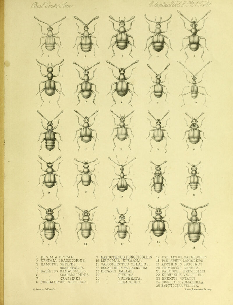 1 -DESIMIA DISPAR. 2 EPHIMIA CRAS SICORNIS. 3 HAM-0 TITS SETIPES. A , &RAUDIPALPI S. 5 BATRISUS HAMATICOILIS. 6 „ SIMPLICICORRIS. 7 „ CRAS SIPES. 8 EUPHALEPSHS REITTERI. 9 BAT 0 CTERUS PUNCH COLLI S. 10 METOPIAS ELEGARS. 11 CACGOPLECTUS CELATTIS. 12 HE CARTHROH EALLACIO SUM 13 BRYAXrS SALUEI. 14 , DIVERS A. 15 „ VULHERATA. 16 „ TEIMIOIDE S. 17 PSELAPTUS. BATRIS OIHES 18 PSELAPHUS LORGICEPS . 19 APOTH1RUS OBSCHRUS. 20 TRIMIOPSIS MINTJTA. 21 DALMODES BREYICOLLIS. 22 EURHEXTUS YES TITUS. 23 RHEXIUS OPTATUS. 24 DUCIOLA SCYDMAERILLA. 2 5 ENDYTOCERAVESTITA. M.TreiK.Y. ScKLereth cthTh.ii