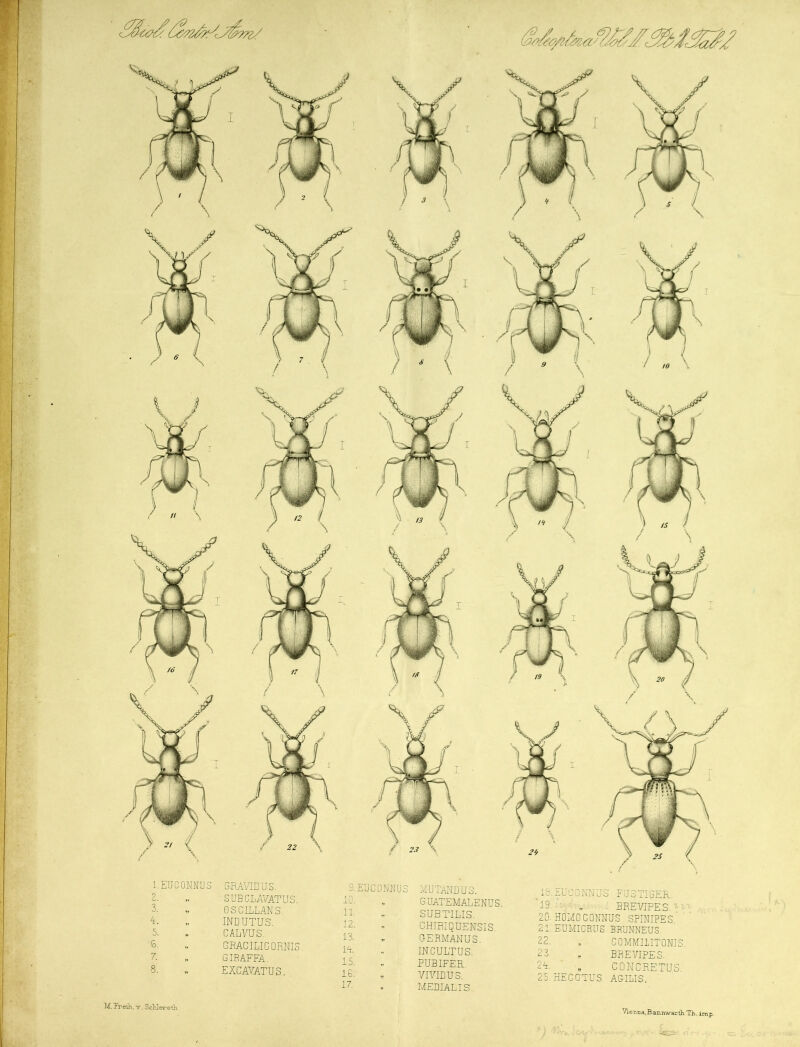 1 EUC ONIUS GRAVID US. 2- „ SUBCLAVATUS. 3- WT ■ OSC1LLANS. 4. „ INDUTUS. 5. * CALVUS. S. „ GRAGILIGQRNIS. 7. „ GIRAFFA. B. •„ EXCAVATUS. 9. EUC ONNUS MUTANDUS. 30- » GUATEMALENUS. AT' SUBTILIS. 12. ' CHIRIQUENSIS. 13. ; GERMANUS. 1A, „ 1 IN CpLT UE. 15. PUBIFER. 16: „ YIVIDUS. 17- - MEDIALIS. 18.EUGDNNUS FU3TIGER. 19 ., BREVIPES i - 20. HOMOCQMUS SPINIPES'' 21. EUMICRITS BRUNNEUS. 22. „ COMMI1ITONIS: 23 . BREVIPES. 24. ' „ CONCRETUS 25. HECOTUS A&ILI-S. M.T’reih.'v. ScUereflv. Vierma.Bs ctK Tiv. ii