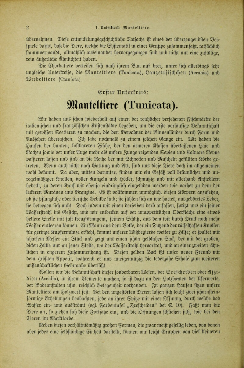 überneljmen. S)iefe enttoidelungSgefdjidjtlicIje Siatfac^e i[t eine§ ber überjeugenbften S3et* fpiele bafür, ba^ bie 2:iere, roeld^e bie ©t}[temotif in einer @ru^|3e gufammenfop, totfadjUc^ [tammbernjanbt, nnmät)Iid^ ouSeinanber I)erborgegongen finb unb nidjt nur eine gufällige, rein äu^erlidje 3l:^ntid)feit I)aben. S)ie g^orbatiere berteiten fid) noc^ i^rem 95au auf brei, unter fidj alterbingS fet)r ungleid^e Untertreife, bie äJtanteltiere (Tunicata), Sansettfifdjd^en (Acrania) unb Söirbeltiere (Craniota), ©rfter UnterfreiS: 9)lttutdticre (Tunicata). Sßir f)aben un§ fd)on tuiebert)ott auf eineu ber reid}Iid;er berfel)enen f^'iftfjwörfte ber itatieuifdjen unb frangöfifdjen ^üftenftäbte begeben, um bie erfte bortöufige 33efanutfci^aft mit gemiffen ©eetieren gu madien, bie ben SSemol^ner ber S3innenläuber burd) f^orm unb 9tu§fet)en überrafdjen. ^d) labe nod)mat§ gu einem foId)en @ange ein. S3ir traben bie Raufen ber bunten, foftbareren ^ifd)e, ber ben ärmeren Waffen übertaffenen §aie unb 9ftod)en fomie ber unfer 2tuge me^r al§ unfere 3unge reigenben ©ef)ien unb Kalmare 9iebue f^affieren taffen unb finb an bie 9teit)e ber mit 6d)neden unb SDtufdieln gefüllten ^örbe ge= treten. SBenn aud) nid)t nad) ©attung unb 9trt, finb un§ biefe Siere bod) im allgemeinen mof)t betannt. ®a aber, mitten barunter, finben mir ein ®efä^ öolt bräunlid)er unb um regetmö^iger S?noIten, boller Sftuugeln uub §öder, fc^mu^ig unb mit altertjanb Stnfiebtern bebedt, gu beren ^auf mir ebenfo einbringlid; eingetaben merben mie bort)er gu bem ber lederen 3)turänen unb 93rangine. ift bottfommen unmögtid), biefen törfjern angufe^en, ob fie |)ftangtid)e ober tierifdje ©ebilbe finb; fie füt)len fid) an mie t)arte§, au§gebörrte§ Seber, fie bemegen fid) nidjt. SDod) inbem mir einen berfelben berb anfaffen, f))ri|t un§ ein feiner SBafferftrat)! in§ ©efidjt, unb mir entbeden auf ber una|)f3etitlid)en 0berfIöd)e eine etma§ tieltere ©teile mit faft freugförmigem, feinem ©d)li^, au§ bem mir burd) 2)rud nod) meljr SBaffer entleeren tonnen, ©in SJtonn au§ bem SSolfe, ber ein ®u^enb ber rätfelljaften Slnollen für geringe ßuf^fermünge erftel)t, tommt unferer Söipegierbe meiter gu §ilfe; er fj^altet mit fdjorfem 9Jteffer ein ©tüd unb geigt un§ einen fd)ön gelblid)en ©ad, ber mit ber groben, biden §ülle nur au jener ©teile, mo ber SBafferftraf)! Ijerbortrat, unb an einer gmeiten äl)m iidjen in engerem 3ufammenl)ang ift. liefen gelben ©ad i^t unfer neuer greuub mit bem größten 91)j|:)etit, möl)renb er un§ uneigennü|ig bie lebergöl)e ©djale gum meiteren miffenfdjaftlidjeu ©ebraudje überläßt. SSollen mir bie SSetanutfdjaft biefer fonberbaren SBefen, ber ©eefdjeiben ober 21fgi* bien (Ascidia), in il)rem ©lemente mad)en, fo ift bagu an ben §olgbauten ber Ufermerfe, ber 33abeanftalten ufm. reidjlid) ©elegenljeit borljanben. gangen §oufen fi^en unfere SDtanteltiere am §olgmer! feft. 93ei ben ungeftörten Vieren laffen fid) leidjt gtoei fc^ornftein^ förmige ©rljebungen beobadjten, jebe an il)rer ©f)i^e mit einer Öffnung, burd) meldje bal Söaffer ein» unb au§ftrömt (bgl. garbentafel „©,eefd)eiben bei ©. 10). ^a^t man bie Spiere an, fo gieljcn fid) biefe ^ortfä^e ein, unb bie Öffnungen fdjlie^en fid), mie bei ben Vieren im 9J?arftforbe. Sieben biefen berl)ältni§mä§ig großen g-ormen, bie gmar meift gefellig leben, bon benen ober jebe§ eine felbftänbige ©inl)eit borftellt, tonnen mir leidjt ®ruf)f)en bon biel tleineren