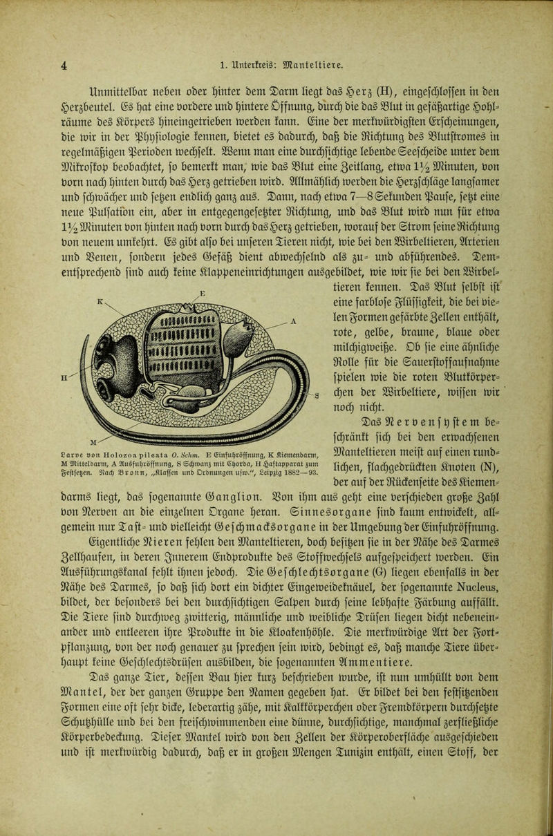 Unmittelbar neben ober l)inter bem ®arm liegt ba§ §erj (H), eingefdjloffen in ben ^ergbeutel. l}at eine Oorbere unb !^intere Öffnung, burc^ bie ba§ ^lut in gefä^artige §ol)I= räume be§ llörf^erS l)ineingetrieben merben fonn. ©ine ber merltoürbigften ©rfct)einungen, bie mir in ber ^I)t)fiologie fennen, bietet e§ baburd), ba^ bie 9^id)tung be§ 93Intftrome§ in regelmäßigen ißerioben med)felt. SSenn man eine burd)fid)tige lebenbe6eefd)eibe unter bem SDtifroffofD beobad)tet, fo bemerft man, mie ba§ S3Iut eine 3eitlang, etma 11/2 3Jiinuten, Oon born nad) ßinten burd) ba§ §erg getrieben mirb. Slllmäßli^ merben bie §er3fd}läge langfamer unb fd}mäd)er unb feßen enblicß gang au§. 2>ann, nad) etma 7—8©e!unben $aufe, feßt eine neue ijßulfatibn ein, aber in entgegengefeßter 9^id)tung, nnb ba§ SSlut mirb nun für etma 11/2 Mnuten Oon ßinten nad) born burd) ba§§erä getrieben, morauf ber ©trom feine SRidjtung bon neuem umfeßrt. ©§ gibt aifo bei unferen Vieren nid)t, mie bei ben SBirbeltieren, Strterien unb SSenen, fonbern febe§ ®efäß bient abmed)felnb al§ gu»» unb abfüßrenbeä. 2)em= entff^redjenb finb and) feine ^lapf^eneinridjtungen auSgebilbet, mie mir fie bei ben 2öirbel= tieren fennen. ®a§ SSlnt felbft ift eine farblofe f^lüffigfeit, bie bei bie^ len formen gefärbte gellen enthält, rote, gelbe, braune, blaue ober mildjigmeiße. Db fie eine äf)ulid)e fRoIle für bie ©auerftoffaufnoßme ff)ielen mie bie roten 93lutförf)er* d)en ber Söirbeltiere, miffen mir nod) nid)t. S)a§ 9? e r b e n f t) ft e m be= fdßränft fid) bei ben ermadjfenen SDfanteltieren meift ouf einen runb* ließen, flad)gebrüdten Slnoten (N), ber auf ber 9f{üdenfeite be§ 5£iemen= barm§ liegt, ba§ fogenannte ©anglion. SSon ißm au§ geßt eine berfd)ieben große 3aßl bon 97erben on bie eingelnen Drgane ßeran. ©inneSorgone finb foum entmidelt, all= gemein nur Saft* unb bielleicßt ©efcßmadlorgane in ber Umgebungt)er ©infußröffnung. ©igentlidje 97ieren feßlen ben SJtanteltieren, boeß befißen fie in ber 97äße be§ Sarmeg 3ellßaufen, in bereu innerem ©nbßrobufte be§ ©toffmeeßfelS aufgefßeid)ert merben. ©in 21u§füßrung§fanal feßlt ißnen febod). Sie ©efeßlecßtSorgane (G) liegen ebenfalls in ber 97äße beS SarmeS, fo baß fi(ß bort ein bid^ter ©ingemeibefnäuel, ber fogenannte Nucleus, bilbet, ber befonberS bei ben burdjfidjtigen ©alßen burd) feine lebßafte f^ärbung auffällt. Sie Siere finb burdjmeg gmitterig, männlidje unb meiblic^e Srüfen liegen bidjt nebenein* anber unb entleeren ißre ^robufte in bie ^loafenßößle. Sie merfmürbige 21rt ber f^ort* ßflauäung, bon ber noeß genauer §u fßred)en fein mirb, bebingt eS, baß maneße Siere über* ßaußt feine ®efd)led)tSbrüfen auSbilben, bie fogenannten Slmmentiere. SaS gange Sier, beffen 9Sau ßier furg befdjrieben mürbe, ift nun umßüllt bon bem SJtontel, ber ber gangen ®rußße ben 37amen gegeben ßat. ©r bilbet bei ben feftfißenben formen eine oft feßr bide, leberartig gäße, mit talfförßercßen ober ^rembförßern burdjfeßte ©d)ußßülle unb bei ben freifdjmimmenben eine bünne, burd)fid)tige, mamßmal gerfließli(ße ^örßerbebedung. Siefer SJiontel mirb bon ben 3effen ber ^örßeroberflädje ouSgefd)ieben unb ift merfmürbig baburd), boß er in großen SDfengen Sunigin entßält, einen ©toff, bet Catoe Don Holozoa pileata 0. Schm. E ginfui^töffnung, K fliemenbortit, M SDJittelbarm, A Slugfu^vöffmmg, S S^itianj mit E^orba, H §aftapparat jum geftje^cn. 9!ac^ SBvonn, „Klaffen imb Dvbnungen uftu.'', ficipjig 1882—93.