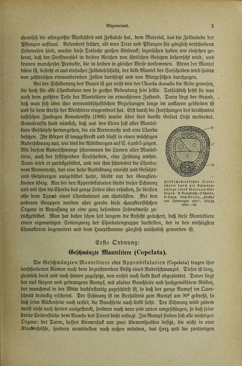 c^emifd) bie aUergrö^tc ^nlidjfeit mit 3enutofe l^at, bem SJtaterioI, ba§ bie 3edmänbe ber ^[longen aufbaiit. ^efonberS früher, ol§ man Siete unb ipflangen für gänglid) berfc^iebene Sebemefen t)ielt, madjte biefe Sotfadie großen ©inbrud; ingmifd^en l^aben mit einfet)en ge=- lernt, bn^ bet ©toffmec^fel in beiben 9teid)en bon ät)nlid)en ®efe|en bet)etrfd}t mirb, nnb fennen mandjerlei.^robufte, bie in beiben in gleidjet 2Beife botfommen. Söenn bet 3JtanteI bünn ift, beftet)t et au§ einfadjet 3eduIofefd)id)t, ber bide SKantel ber ©eefd)eiben mirb ffjöter bon äot)treid)en einmanbetnben 3eHen burd^fe|t unb bon Blutgefäßen butdjjogen. Bei ber ©djitberung be§ Boue§ ift gor nid)t ban bet Chorda dorsalis bie 3tebe gemefen, bie bod) für alte (Sf)otbatiete bon fo großer Bebeutung fein foltte. Sotfä(^Iicß feßtt fie nun Qud^ bem größten Seile ber SJtantettiere im ermad)fenen 3uftanb. Sarin liegt ber ®runb, baß man fid) über ißre bermanbtfdjaftlicßen Begießungen lange im unflaren geblieben ift unb fie bem ^eife ber SSeidjtiere eingeorbnet ßat. ©rft burd) bie f^orfdjungen be§ berühmten ruffifcßen 3bologen ^omalemffß (1866) mürbe über bie§ buntle ©ebiet Sidjt berbreitet. ^omalemffß fanb nömlid), baß au§ ben föiern faft aller SJtanteh tiere ©efdjößfe ßerborgeßen, bie ein flterbenroßr unb eine ßßorba befißen. ^örßer ift langgeftredt unb läuft in einen mädjtigen 9Ruberf(ßman5 au§, mie bie§ bie Slbbilbungen auf ©. 4 unb 5 geigen. SOtit biefem Stuberfdimange fd)mirnmen bie Sarben aller SDtantel== tiere, aud) ber feftfißenben ©eeftßeiben, eine umßer. Sann mirb er gurüdgebilbet, unb mit ißm fcßminbet bie ßßorba; bom $lterbenroßr, ba§ eine ßoße 9Iu§bilbung erreicht unb @efi(ßt§= unb ®eßororgan auSgebilbet ßatte, bleibt nur ber ®anglien= fnoten übrig. fUur bei ben Slßßenbitularien bleibt biefer ©cßmang unb mit ißm bie fößorba ba§ gange Seben über erßalten, fie bleiben alfo bem Sl}ßM§ einel SßorbatiereS am äßnlicßften. .Bei ben anberen ©rußßen merben aber gerabe biefe (ßarafteriftifd^en Drgane in Slnßaffung an eine' gang befonbere SebenSmeife gm rüdgebilbet. SSJtan ßat baßer fcßon feit langem bie 21nfid)t geäußert, baß biefe 9Jtanteltiere einen eigenartigen ©eitengmeig ber ßßorbatengrußße barftellen, ber in ben midjtigften fößarafteren begeneriert unb bem |)außtftamme gänglicß unäßnlicß gemorben ift. §cI6 fcm a tifer D.iier» fc^nitt burd) bic Sc^roanjs anlage eineä Holozoa=6m» 6 rt) 0 ä. N 9!euraltobr, C E^orba, D ®arm. 3Jac^ Sronn, „fllaffett unb Drbnungen ufro., Setpjig 1882 — 93. (Srfte C)rbnung: @cft^lt)nu5tc SJlantctticrc (Copelata). Sie ©efd^mängten SJtanteltiere ober 31ßßenbi!ularien (Copelata) tragen ißrc berfdßebenen fltamen nacß bem begeid)nenben Befiß eines StuberfcßmangeS. Siefer ift lang, giemlicß breit unb nadj ßinten gugefpißt, bon redjtS nadß lintS ftar! abgeplattet. Sabor liegt ber biel fürgere unb gebrungene 9tumpf, mit platter Baucßfeite unb ßocßgemölbtem Büden, ber mand)mal in ber Sötitte bacßfirftartig gugefd)ärft ift, fo baß ber gange Stumpf im Duer^ fdp-iitt breiedig erfd^eint. Ser ©cßmang ift im BerßältniS gum Stumpf um 90® gebreßt, fo baß feine Stüdenfeite nad) red)tS, bie Baud^feite nacß linlS fießt. Ser ©djmang mirb gubem meift nicßt nad) ßinten auSgeftredt, fonbern nad) born unb unten umgefcßlagen, fo baß feine breite ©eitenfläd)e bem Baucße beS SiereS bid)t anliegt, Stumpf finben fid) alle mid)tigen Srgane: ber Samt, beffen ^iemenfad nur gmei ^Hemenfpalten befißt, bie nid)t in eine ^lootenßüßle, fonbern unmittelbar nad) außen münben, baS §erg unb bie gmitterigen