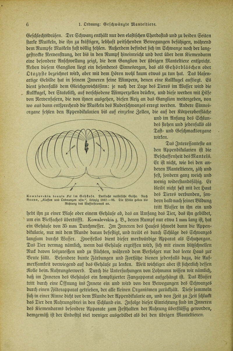 ®e[d)Iec^t§brüfen. Sier entölt nur ben elaftifd^en ©l^orbaftab unb p beiben ©eiten ftarfe iOtuMeln, bie i^n gu fräftigen, lebhaft |3eitfd^enben SSemegungen befähigen, mä^renb bem SRumijfe StRuSfeln faft böHig fe^^Ien. Stu^erbem befinbet fic^ im ©dj^ange nod) ber long» geftredte 9Jeröenftrong, ber big in ben Stumpf t)ineinreid)t unb bort über bem S?!iemenbarm eine befonbere Stnfcpmeflung geigt, bie bem ©anglion ber übrigen SDtanteltiere entfprid)t. Stehen biefem ©anglion liegt ein befonbereä ©inneSorgan, bo§ ol§ @epörblä§d)en ober Dtogpfte begeid)net mirb, aber mit bem §ören toopt taum etma§ gu tun pat. ®a§ blafem artige ©ebdbe pat in feinem inneren feine SBimpern, benen eine ^alffugel auftiegt. (S§ bient febenfatfö bem ®Ieid}gemid)t§finn: je nad) ber Sage be§ Siere§ im Söaffer mirb bie ^atffugel, ber ©tatolitt), auf berfd)iebene Söimpergellen brüden, unb biefe merben mit §dfe bon Sterbenfafern, bie bon ipnen auSgepen, biefen Steig an ba§ ©anglion meitergeben, bon mo au§ bann entfprecpenb bie 9Jtu§feIn be§ Stuberfd)mange§ erregt merben. Slnbere ©inne§= Organe fehlen ben Stppenbifniarien bi§ auf eingelne gellen, bie auf ber ^örperoberfläcpe unb im Stnfang beä ©d)Iun- be§ ftepen unb jebenfaltä afö Saft* unb @efd)madiäorgane mirfen. Sa§ ^ntereffantefte an ben Stppenbifularien ift bie S3ef(^affent)eit be§3)tantet§. 6r ift nid)t, mie bei ben an* bereu SOtanteltieren, göp unb feft, fonbern gang meid) unb menig miberftanbSfäpig. (£r bleibt nicpt feft mit ber §aut be§ Sierel berbunben, fon* bern batb nad) feiner 58ilbung tritt Söaffer in ipn ein unb t)ebt ipn gu einer SSIafe ober einem ©epäufe ab, bo§ an Umfang ba§ Sier, ba§ ipn gebilbet, ' um ein SSieIfad)el übertrifft. Kowalevskia g. $8., bereu Stumpf nur etma 1 mm lang ift, pat ein ©epäufe bon 35 mm Surcpmeffer. S^meren be§ §aufe§ fdjioebt bann bie Sippen* bifularie, nur mit bem SOtunbe baran befefligt, unb treibt e§ burd) ©d)täge bei ©d)mangel langfam burcpl SSaffer. ßü^eifeHol bient biefer mertmürbige Stpparat all ©d)u|organ. Sal Sier bermag nörnlid), menn bal ©epäufe ergriffen mirb, fid) mit einem bli|fd)nellen Stud babon tolgureipen unb gu flücpten, mäprenb bem SSerfoIger nur bal teere §aul gur S5eute fällt. SSefonbere bunte Färbungen unb gortfäpe bienen febenfatll bagu, bie Stuf* merffamfeit bormiegenb auf bal ®epäufe gu teufen. Söeit mid)tiger aber ift fid)erti(p beffen Stotte beim Staprunglermerb. Surcp bie Unterfucpungen bon Sopmann miffen mir nämtid), bap im inneren bei ©epäufel ein fomptigierter f^angapparat oufgepängt ift. S)al Söaffer tritt burdp eine Öffnung inl innere ein unb mirb bon- ben $8emegungen bei ©djmangel burd) einen gitterapparat getrieben, ber atte fteinen Drganilmen gurüdpätt. Siefe fammetn fi(p in einer Stinne bid)t bor bem SDtunbe ber Stppenbifutarie an, unb bon 3eit P fd)tudt bal Sier ben Staprunglbrei in ben ©cptunb ein. B^^fotge biefer ©inricptung finb im inneren bei StiemenbarmI befonbere Stpparate gum geftpatten ber Staprung überftüffig gemorben, bemgemä^ ift ber (Snboftpt biet meniger aulgebitbet atl bei ben übrigen SJtantettieren-. Kow.ilevskia tenuis Fol im ©e^äufe. ffireifadje tmtilrH(5e ®vöje. 9ioc^ ®ronn, „.iUaffen unb Dtbnuitgen iifro., Seipjtg 1882—^93. Sie ijifeile geben bie- JRicbtung beb aSofferfttomeä an.