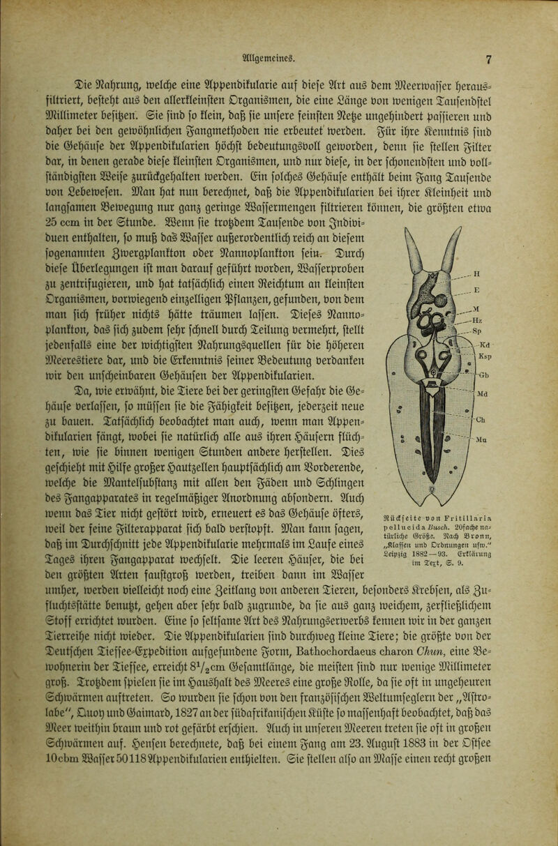 ®ie $J?a^rung, toelc^e eine 2(|)|)enbifuIorie auf biefe S(rt au§ bem aJJeertüaffer l^eraus» filtriert, beftet)t au§ ben atterfleinften Organismen, bie eine Sänge öon tnenigen Saufenbftet aJtiUimeter befi^en. ©ie finb fo ftein, ba^ fie unfere feinften 9?e|e ungef)inbert fjaffieren unb ba^er bei ben gemöf)nlic^en f^angmet^oben nie erbeutet' merben. §ür if)re tontniS finb bie @ef)äufe ber Stf^f^enbifulorien l^öd)ft bebeutungSboH gemorben, benn fie ftelten Ritter bar, in benen gerabe biefe fleinften Organismen, nnb nur biefe, in ber fcf)onenb[ten unb botl- ftänbigften SBeife §urüdge^alten merben. ©in foIdjeS ©etiäufe entf)ätt beim gang Saufenbe öon Sebemefen. 3Jtan ^at nun berechnet, ba§ bie 2tf)|3enbifularien bei if)rer Meint)eit unb langfarnen S3emegung nur ganj geringe SBaffermengen filtrieren fönnen, bie grölen etma 25 ccm in ber ©tunbe. Söenn fie tro^bem Staufenbe bon gnbibi- buen entl}alten, fo mu^ baS SBaffer au^ercrbentlic^ reic^ an biefem fogenannten Q^’ß^Q^plautton ober 97annot3lanfton fein. S)urtf) biefe Überlegungen ift man barauf gefüfjrt morben, Sßafferfjroben 5U gentrifugieren, unb t)at tatfäd)IicE) einen 9?eid^tum an tieinften Organismen, bormiegenb eingelligen ^flangen, gefunben, bon bem man fid) frül)er nidjtS t)ätte tröumen taffen. ®iefeS S'Janno* fjlanfton, baS fid) gubem fet)r fd)nell burc^ Leitung bermet)rt, ftellt jebenfatlS eine ber midjtigften 3^at)rungSquelten für bie t)öt)eren dReereStiere bar, unb bie (SrfenntniS feiner 93ebeutung Oerbanten mir ben unfd)einbaren ©e^äufen ber 31ü|)enbifularien. 2)a, mie ermäf)nt, bie Siere bei ber geringften ©efa'^r bie @e- ^äufe berlaffen, fo müffen fie bie gä^igfeit befi^en, febergeit neue gu bauen. 3;atfäd)tid^ beobachtet man auch, üJenn man St|3f)em bifutarien fangt, mobei fie natürlich alle auS ihren |)öufern flüd)^ ■ ten, mie fie binnen menigen ©tunben anbere herftelten. ®ieS gefd)iet)t mit §ilfe großer ^autgetlen hau|)tfächlidh am SSorberenbe, metd)e bie SORantetfubftang mit alten ben gäben unb ©d)tingen beS gangaphbi^bteS in regelmäßiger 2tnorbnung abfonbern. 3tud) menn baS 3:ier nid)t geftört mirb, erneuert eS baS ©ehäufe öfters, meil ber feine gilterahhco^at ßbh halb berfto^ft. SRan fann fagen, baß im S)urd)fd)nitt jebe 2tüüenbifutarie mehrmals im Saufe eines 2ageS ihren gangahh^rat medhfett. 2)ie teeren §äufer, bie bei ben größten Slrten fauftgroß merben, treiben bann im Söaffer umher, merben bietteicht noch eine 3eiÜang bon anberen Spieren, befonberS ^rebfen, atS 3u= fludht^ftßttß benußt, gehen aber fehr batb gugrunbe, ba fie auS gang meidjem, gerfließtichem ©toff errichtet mürben. (Sine fo feltfame 2trt beS 9RahrungSermerbS fennen mir in ber gangen Jierreihe nid)t mieber. 2)ie Stphenbifutarien finb burcßmeg fteine Stiere; bie größte bon ber 2)eutfd)en Stieffee^ßjßebition aufgefunbene gorm, Bathochordaeus charon Chun, eine SSe= mohnerin ber Sieffee, erreid)t S^/gcm (Sefamttänge, bie meiften finb nur menige SJdttimeter groß. Sroßbem fßieteu fie im ^auStjatt beS fIReereS eine große 3Rotte, ba fie oft in ungeheuren ©d)märmen auftreten. ©o mürben fie fdjon bon ben frangöfifdhen SBeltumfegtern ber „2t[tro= tobe, Ouoß unb ©aimarb, 1827 an ber fübafrifanifdjen ItJüfte fo moffenhaft beobad)tet, baß baS äReer meithin braun unb rot gefärbt erfd)ien. Stud) in unferen SReeren treten fie oft in großen ©d)märmen auf. §enfen bered)uete, baß bei einem gang am 23. Stuguft 1883 in ber Oftfee lOcbm SBnffer 50118SthhenbifuIarien enthielten, ©ie ftelten atfo an SRnffe einen red)t großen Sdiidfeite ooti Fritillari.i polluoida 20fac^e ntt= türticOe ©röfe. 3Jod^ SJvonn, „Jtiaffeii unb Di'bmmgen ufro. Seipjig 1882 — 93. erttöiung im Sejt, ®. 9.