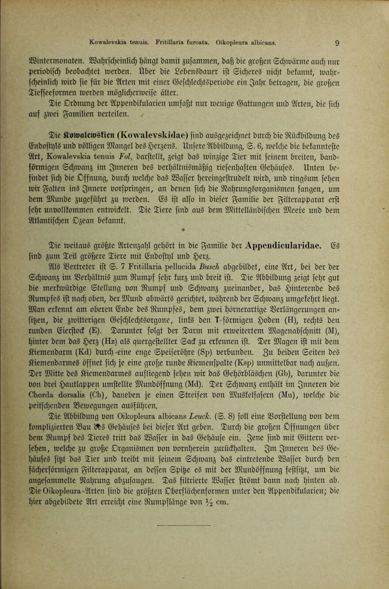 SBintermonaten. 2Ba^r[d^einIic^ l^ängt bamit äufommen, ba^ bte großen ©djtuärme auc^ nur ^leriobifc^ beobod^tet roerben. Über bie SebenSbauer ift ©icf^ereS nic^t befannt, tnaljr* fd^einlid^ mirb fie für bie Sirten mit einer @efcf)Ied)t§üeriobe ein :^at)r betragen, bie großen Sieffeeformen merben möglidjermeife älter. Sie Drbnung ber 2(|?|)enbifularien umfa{3t nur menige Gattungen unb 2(rten, bie fid} auf gmei Familien berteilen. Sie ^olt>oIch>§ficn (Kowalevskidae) finb au§gegeid}uet bürd^ bie üiüdbilbung be§ ®nboft^I§ unb oölligen SJiangel be§ §ergen§. Unfere Stbbilbung, ©. 6, meldje bie befanntefte 9lrt, Kowalevskia tenuis Fol, barftellt, geigt ba§ mingige Sier mit feinem breiten, banb* förmigen ©d^mang im inneren be§ t>ert)öltni§mä^ig riefenf)aften @et)öufe§. Unten be- finbet fidt) bie Öffnung, burd^ meldje ba§ SSaffer t)ereingeftrubelt mirb, unb ringsum feljen mir f^fllten in§ innere Oorff)ringen, an benen fid^ bie ?Ja^rung§organi§men fangen, um bem Sükunbe gugefüt)rt gu merben. &§ ift aifo in biefer Familie ber gilterapfjarat erft fet)r unbollfommen entmidEelt. Sie Siere finb au§ bem aJdttellänbifdjen 9Jieere unb bem 2UIantifd;en Dgean befannt. Sie meitauö größte Slrtenga'^I ge^^ört in bie f^amilie ber Appendiciilaridae. G3 finb gum Seil größere Siere mit ©nboftt)! unb §erg. 2ÜÖ 83ertreter ift ©. 7 Fritillaria pellucida Busch abgebilbet, eine Sfrt, bei ber ber ©dt)mang im SSer^äItni§ gum 9iumpf fef)r furg unb breit ift. Sie Wbbilbung geigt fei^r gut bie merfmürbige ©teWung bon Stumpf unb ©d^mang gueinanber, ba§ §interenbe beö Stumpfes ift nad; oben, ber SDtunb obmärtS geridt)tet, mötirenb ber ©dfimang umgefeprt liegt. SDton erfennt om oberen (Snbe beS Stumpfes, bem gmei f)örnerartige Verlängerungen an= fi^en, bie gmitterigen @efd)led)tSorgone, linfS ben T=förmigen §oben (H), redt)tS ben runben (SierftocE (E). Sorunter folgt ber Sonn mit ermeitertem SDtogenabfd)nitt (M), pinter bem boS |>erg (Hz) alS quergeftellter ©acE gu erfennen ift. Ser Sltagen ift mit bem ^iemenbarm (Kd) burd) »eine enge ©peiferöpre (Sp) oerbunben. 3^ beiben ©eiten beS ^iemenbarmeS öffnet fiep je eine gro^e runbe ^^iemenfpalte (Eisp) unmittelbar nadp au{3en. Ser SDlitte beS ^iemenbarmeS aufliegenb fepen mir baS @ef)örbläSdE)en (Gb), borunter bie bon brei §autlappe_n umfteflte SDtunböffnung (Md). Ser ©dE)mang enthält im inneren bie Chorda dorsalis (Ch), baneben je einen ©treifen bon SDtuSfelfafern (Mu), meld}e bie peitfdpenben SSemegungen auSfüpren, Sie Sfbbilbung bon Oikopleura albicans Leuch. (©. 8) foll eine Vorftellung bon bem fompligierten Vou bfeS ©epäufeS bei biefer Sfrt geben. Surd) bie grossen Öffnungen über bem Stumpf beS SiereS tritt boS Söoffer in boS ©epäufe ein. ^^ne finb mit ©ittern ber= fepen, meldEje gu gro^e örgoniSmen bon bornf)erein gurüdpalten. Qm Qnneren beS ®e= päufeS fipt baS Sier unb treibt mit feinem ©dpuang baS eintretenbe SSoffer burd) ben fädt)erförmigen Qilterapparot, on beffen ©pipe eS mit ber SQcunböffnung feftfipt, um bie angefammelte Stoprung abgufaugen. SaS filtrierte SBaffer ftrömt bonn nadp pinten ab. Sie Oikopleura »Strten finb bie größten öberfläd^enformen unter ben Sfppenbifularien; bie pier obgebilbete 2frt erreid)t eine Stumpflänge bon ^2 cm-