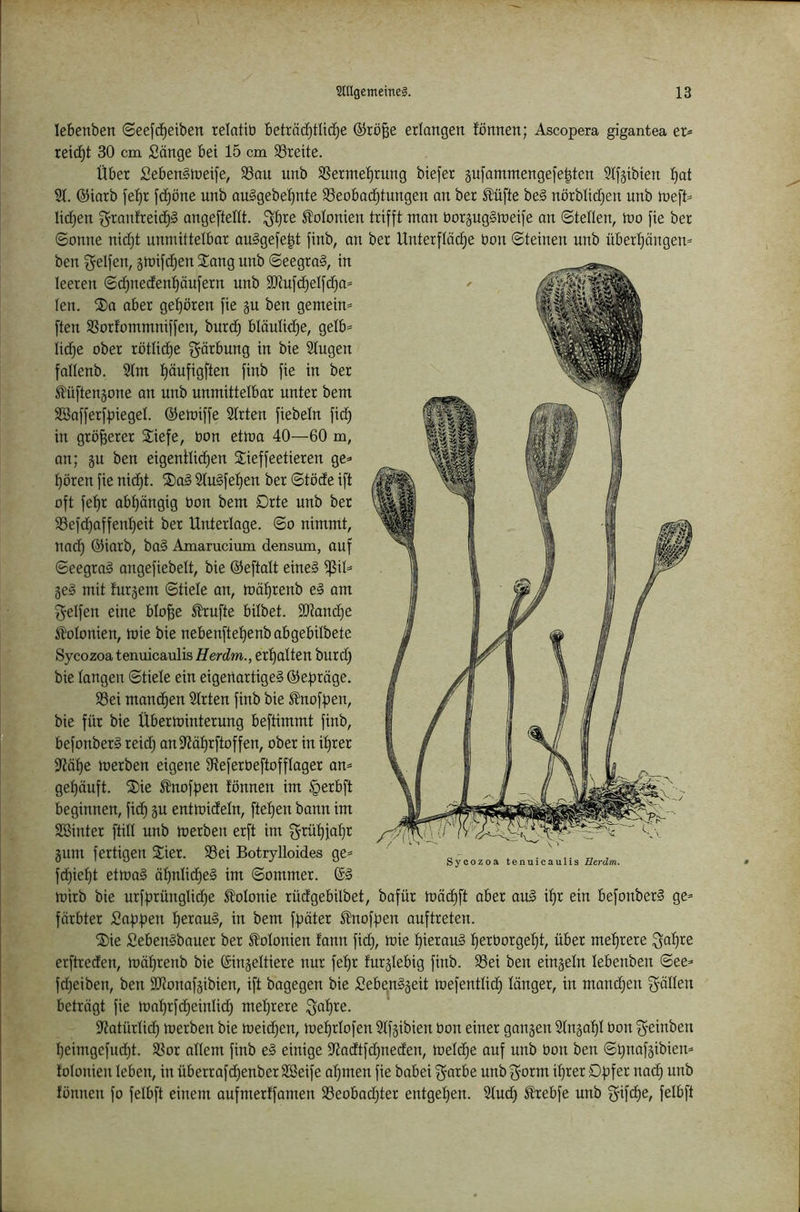 lebenben ©eefc^eiben relatib beträdjtlid^e ©rö^e erlangen lönnen; Ascopera gigantea er- reicht 30 cm Sänge bei 15 cm SSreite. Über SebenStneife, S3au unb SJerntehrung biefer gufammengefe^ten Slfjibien hat 21. ©iarb fe^r fchöne unb auSgebehnte 23eobachtungen an ber ^üfte be§ nörblidjen unb toe\U lidhen ^ranfreidh^ angeftellt. 5!olonien trifft man borpgSmeife an ©teilen, mo fie ber ©onne nid;t unmittelbar auSgefe^t finb, an ber Unterfloclje bon ©teinen unb Überhängen^ ben Reifen, gmifdhen Sang unb ©eegra§, in leeren ©chnedenhäufern unb 3Jiufchelfcha= len. Sa aber gehören fie gu ben gemeim ften SSorfommniffen, burd) bläulid^e, gelb== lidhe ober rötlidhe Färbung in bie Singen fallenb. 91m häufigften finb fie in ber ^üftengone an unb unmittelbar unter bem Söafferfpiegel. ©emiffe Slrten fiebeln fidh in größerer Siefe, bon etma 40—60 m, an; gu ben eigentlichen Sieffeetieren ge=> hören fie nicht. Sa§ 2lu§fehen ber ©töde ift oft fehr abhängig bon bem Drte unb ber 93efchoffetd)eit ber Unterlage, ©o nimmt, nad) ©iarb, ba§ Amarucium densum, auf ©eegraä angefiebelt, bie ©eftalt eine§ ifSiü ge§ mit turgem ©tiele an, mährenb el am f^elfen eine blo^e ^ufte bilbet. ältanche Kolonien, mie bie nebenftehenb abgebilbete Sycozoa tenuicaulis Herdm., erhalten bur d) bie langen ©tiele ein eigenartiges ©epräge. 93ei manchen Slrten finb bie ^nofpen, bie für bie Überminterung beftimmt finb, befonberS reid) anSltährftoffen, ober in ihrer 9tähe merben eigene Üteferbeftofflager am gehäuft. Sie 5?nofpen lönnen im §erbft beginnen, fich gu entmideln, ftehen bann im Söinter füll unb merben erft im f^rühfahr gnm fertigen Sier. 93ei Botrylloides ge* fdhieht etmaS ähnliches im ©ommer. ®S mirb bie urfprünglidhe Jl'olonie rüdgebilbet, bafür mäd)ft aber auS ihr ein befonberS ge* färbter Sappen heraus, in bem fpäter S^nofpen auftreten. Sie SebenSbauer ber Kolonien fann fich, ü^ie hieraus herborgeht, über mehrere i^ahre erftreden, mährenb bie ©ingeltiere nur fehr furglebig finb. 93ei ben eingeln lebenben ©ee* fd)eiben, ben SSJtonafgibien, ift bagegen bie SebenSgeit mefentlid) länger, in mandjen f^'öHen beträgt fie mahrfcheinlidh mehrere ^ahre. S'tatürlidh merben bie meicpen, mehrlofen Slfgibien bon einer gangen Slngahl bon ^-einben heimgefucht. 9Sor allem finb eS einige 9?adtfd)neden, meld^e auf unb bon ben ©pnofgibien* tolonien leben, in überrafdhenber äöeife ahmen fie babei f^arbe unb f^orm ihrer Opfer nach fönnen fo felbft einem aufmertfamen S3eobad;ter entgehen. 91ud) SDrebfe unb ^ifdhe, felbft Sycozoa tenuicaulis