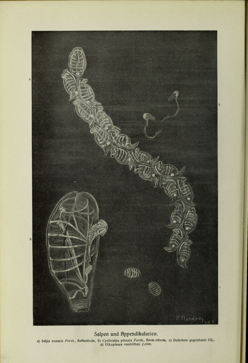 Salpcn und flppendikularicn. a) Salpa zonaria Forsk., Kettenfcrm, b) Cyclosalpa pinnata Forsk., Hmm.’nform, c) Doliolum gegenbauri Ulj., d) Oikopleura vanhöffeni Lohnt.