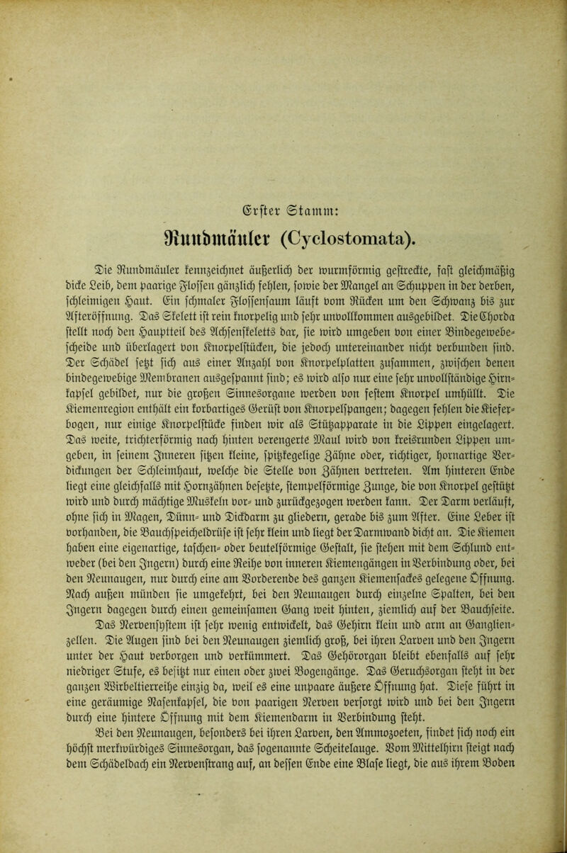 1 (Srfter ©tamm: 9tmibmäuler (Cyclostomata). S)ie 9?unbmäuler fenngeic^net äu^erlic^ ber tourmförmig geftrecfte, foft gleidjmö^ig ; bide fieib, bem :paarige gönglic^ fehlen, [omie ber S[RangeI an ©d^u^|3en in ber berben, c. fc^Ieimigen §aut. ©in fd;maler gloffenfaum lönft bont Druden um ben ©d^manj bi§ §ur j 3ifteröffnung. ®a§ ©felett i[t rein fnori^elig unb fe^r unboHfommen ouSgebilbet. ®ie ©^orba | [teilt noc^ ben §au[)tteil be§ 2ld)[en[felett§ bar, [ie tbirb umgeben bon einer SSinbegemebe=' *■ [d)eibe unb überlagert bon ^nor[>eI[tüden, bie [ebodj untereinanber nid)t berbunben finb. 2)er ©d}äbel [e^t [id) au§ einer Slnjal)! bon ^norpelplatten §u[ammen, gmifdien benen binbegemebige DJtembranen auSgefiDannt [inb; e§ mirb alfo nur eine [el)r unbollftönbige §irn= faüfel gebilbet, nur bie großen ©inne§organe toerben bon [eftem SÜnorpel uml)ünt. 2)ie Sliemenregion entf)ält ein forbartige§ ®erü[t bon H'nor[)eI[|3angen; bagegen fef)Ien bie^iefer^ bogen, nur einige ^nor|)eI[tüde [inben mir al§ ©tü|a|3|3arate in bie £i[)üen eingelagert. 2)a§ meite, tridjterförmig nac^ I)inten berengerte ÜJtauI mirb bon freiSrunben Si[)[)en um= geben, in feinem inneren fi^en Keine, fpipegelige 3äl)ne ober, rid)tiger, Ijornortige 3Ser= bidungen ber ©d)leiml)aut, meld)e bie ©teile bon Bö^^en bertreten. SIm I)interen ©nbe liegt eine gleid)fallg mit §ornäöI)nen befe^te, ftem|3eiförmige 3mtge, bie bon ^norfjel gefüllt mirb unb burd; mädjtige 3Jtu§feIn bor^ unb prüdgegogen merben fann. ®er ®orm berläuft, ; oI)ne fid) in SJiagen, ®ünn= unb ^Didbarm p gliebern, gerabe bi§ pm 2Ifter. ©ine Seber ift borI)anben, bie 58aud)füeid)elbrüfe ift fel)r Kein unb liegt ber 2)armmanb bid)t on. 2)ie Kiemen ^oben eine eigenartige, tafd)en= ober beutelförmige ©eftalt, fie ftefjen mit bem ©djiunb ent= j meber (bei ben ^ngern) burc^ eine ?Reü)e bon inneren ^emengängen in SSerbinbung ober, bei ben 9?eunougen, nur burd) eine am SSorberenbe be§ gangen ^iemenfadeS gelegene Öffnung. ^ S'Jad) au^en münben fie umgefe^rt, bei ben S'ieunaugen burc^ eingelne ©[»alten, bei ben Rügern bagegen burd) einen gemeinfamen ©ang meit Ijinten, giemlid) auf ber ®aud;feite. S)a§ 2?erbenft)ftem ift feljr menig entmidelt, baä ©el)irn Kein unb arm an ©angliem gellen. ®ie 2Ingen finb bei ben 9'Zeunaugen giemlid^ gro^, bei il)ren £arben unb ben Sägern unter ber §aut berborgen unb berfümmert. S)a§ ©ef)örorgan bleibt ebenfalls auf fe^^r | niebriger ©tufe, eS befi|t nur einen ober gmei 93ogengänge. ®aS ©erud;Sorgon ftel)t in ber gangen Söirbeltierrei^e eingig ba, meil eS eine unfiaare äußere Öffnung I)at. 2)iefe fül)rt in eine geräumige 3?afenfa[)fel, bie bon |)aarigen Sterben berforgt mirb unb bei ben 3^igern burd; eine f)intere Öffnung mit bem J^iemenbarm in SSerbinbung ftel)t. i 93ei ben fReunaugen, befonberS bei i^ren Sarben, ben SImmogoeten, finbet fid; nod; ein I)öd)ft merfrnürbigeS ©inneSorgan, boS fogenannte ©d)eitelauge. SSom 9JUtteIf)irn fteigt nod; bem ©d)äbelbad) ein S’Jerbenftrang ouf, an beffen ©nbe eine SSIafe liegt, bie auS il)rem 23oben