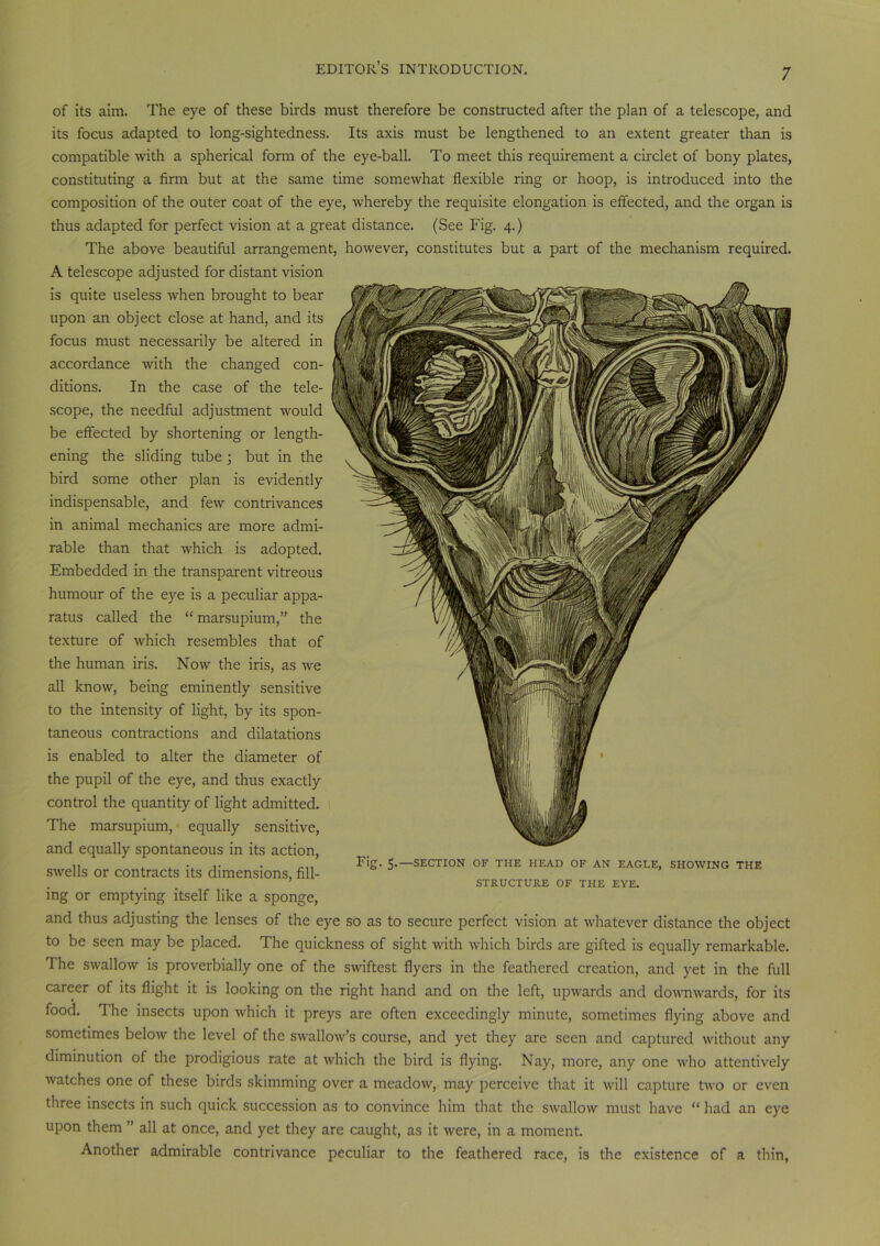 of its aim. The eye of these birds must therefore be constructed after the plan of a telescope, and its focus adapted to long-sightedness. Its axis must be lengthened to an extent greater than is compatible with a spherical form of the eye-ball. To meet this requirement a circlet of bony plates, constituting a firm but at the same time somewhat flexible ring or hoop, is introduced into the composition of the outer coat of the eye, whereby the requisite elongation is effected, and the organ is thus adapted for perfect vision at a great distance. (See Fig. 4.) The above beautiful arrangement, however, constitutes but a part of the mechanism required. A telescope adjusted for distant vision is quite useless when brought to bear upon an object close at hand, and its focus must necessarily be altered in accordance with the changed con- ditions. In the case of the tele- scope, the needful adjustment would be effected by shortening or length- ening the sliding tube ; but in the bird some other plan is evidently indispensable, and few contrivances in animal mechanics are more admi- rable than that which is adopted. Embedded in the transparent vitreous humour of the eye is a peculiar appa- ratus called the “ marsupium,” the texture of which resembles that of the human iris. Now the iris, as we all know, being eminently sensitive to the intensity of light, by its spon- taneous contractions and dilatations is enabled to alter the diameter of the pupil of the eye, and thus exactly control the quantity of light admitted. The marsupium, equally sensitive, and equally spontaneous in its action, swells or contracts its dimensions, fill- ing or emptying itself like a sponge, and thus adjusting the lenses of the eye so as to secure perfect vision at whatever distance the object to be seen may be placed. The quickness of sight with which birds are gifted is equally remarkable. The swallow is proverbially one of the swiftest flyers in the feathered creation, and yet in the full career of its flight it is looking on the right hand and on the left, upwards and downwards, for its food. The insects upon which it preys are often exceedingly minute, sometimes flying above and sometimes below the level of the swallow’s course, and yet they are seen and captured without any diminution of the prodigious rate at which the bird is flying. Nay, more, any one who attentively watches one of these birds skimming over a meadow, may perceive that it will capture two or even three insects in such quick succession as to convince him that the swallow must have “ had an eye upon them ” all at once, and yet they are caught, as it were, in a moment. Another admirable contrivance peculiar to the feathered race, is the existence of a thin, Fig. 5.—SECTION OF THE HEAD OF AN EAGLE, SHOWING THE STRUCTURE OF THE EYE.