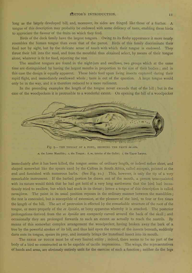 long as the largely developed bill, and, moreover, its sides are fringed like those of a feather. A tongue of this description may probably be endowed with some delicacy of taste, enabling these birds to appreciate the flavour of the fruits on which they feed. Birds of the duck family have the largest tongues. Owing to its fleshy appearance it more nearly resembles the human tongue than even that of the parrot. Birds of this family discriminate their food not by sight, but by the delicate sense of touch with which their tongue is endowed. They thrust their bill into the mud, and from the mouthful thus obtained select, by means of their tongue alone, whatever is fit for food, rejecting the rest. The smallest tongues are found in the night-jars and swallows, two groups which at the same time are distinguished by having the largest mouths in proportion to the size of their bodies ; and in this case the design is equally apparent. These birds feed upon living insects captured during their rapid flight, and immediately swallowed whole ; taste is out of the question. A large tongue would only be in the way, and it is therefore reduced to a mere rudiment. In the preceding examples the length of the tongue never exceeds that of the bill; but in the case of the woodpeckers it is protrusible to a wonderful extent. On opening the bill of a woodpecker Fig. 9.— THE THROAT OF A FOWL, SHOWING THE PARTS in situ, a, the Lower Mandible; c, the Tongue; h, vi, interior of the Gullet; i, the Upper Larynx. immediately after it has been killed, the tongue seems of ordinary length, or indeed rather short, and shaped somewhat like the spears used by the Caffres in South Africa, called assagais, pointed at the end and furnished with numerous barbs. (See Fig. 10.) This, however, is only the tip of a very remarkable instrument. If the barbed portion be drawn out of the mouth, a person unacquainted with its nature would think that he had got hold of a very long earthworm that the bird had incau- tiously tried to swallow, but which had stuck in its throat; hence a tongue of this description is called vermiform. The point in its usual position reposes in the ordinary manner between the mandibles; the rest is concealed, but is susceptible of extension, at the pleasure of the bird, to four or five times the length of the bill. The act of protrusion is effected by the remarkable structure of the root of the tongue, or more properly of the os hyoidcs, or bony apparatus whereby it is attached. The posterior prolongations derived from the os hyoidcs are compactly curved around the back of the skull; and occasionally they are prolonged forwards to such an extent as actually to reach the nostrils. By means of this somewhat complex arrangement the woodpecker, having broken away the bark of a tree by the powerful strokes of its bill, and thus laid open the retreat of the insects beneath, suddenly darts outs its tongue, spears its prey, and instantly brings the transfixed insect into its mouth. The sense of touch must be of very limited utility ; indeed, there seems to be no part of the body of a bird so constructed as to be capable of tactile impressions. The wings, the representatives of hands and arms, are obviously entirely unfit for the exercise of such a function; neither do the legs