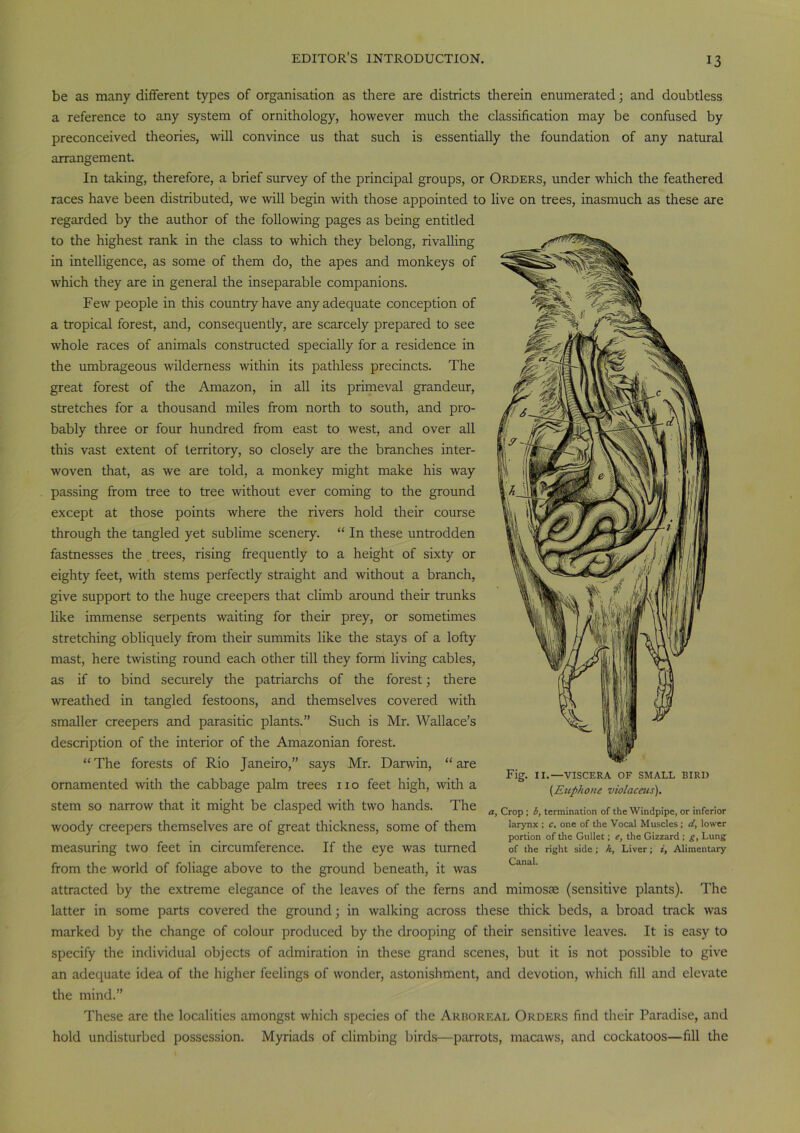 be as many different types of organisation as there are districts therein enumerated; and doubtless a reference to any system of ornithology, however much the classification may be confused by preconceived theories, will convince us that such is essentially the foundation of any natural arrangement. In taking, therefore, a brief survey of the principal groups, or Orders, under which the feathered races have been distributed, we will begin with those appointed to live on trees, inasmuch as these are regarded by the author of the following pages as being entitled to the highest rank in the class to which they belong, rivalling in intelligence, as some of them do, the apes and monkeys of which they are in general the inseparable companions. Few people in this country have any adequate conception of a tropical forest, and, consequently, are scarcely prepared to see whole races of animals constructed specially for a residence in the umbrageous wilderness within its pathless precincts. The great forest of the Amazon, in all its primeval grandeur, stretches for a thousand miles from north to south, and pro- bably three or four hundred from east to west, and over all this vast extent of territory, so closely are the branches inter- woven that, as we are told, a monkey might make his way passing from tree to tree without ever coming to the ground except at those points where the rivers hold their course through the tangled yet sublime scenery. “ In these untrodden fastnesses the trees, rising frequently to a height of sixty or eighty feet, with stems perfectly straight and without a branch, give support to the huge creepers that climb around their trunks like immense serpents waiting for their prey, or sometimes stretching obliquely from their summits like the stays of a lofty mast, here twisting round each other till they form living cables, as if to bind securely the patriarchs of the forest; there wreathed in tangled festoons, and themselves covered with smaller creepers and parasitic plants.” Such is Mr. Wallace’s description of the interior of the Amazonian forest. “ The forests of Rio Janeiro,” says Mr. Darwin, “ are ornamented with the cabbage palm trees no feet high, with a stem so narrow that it might be clasped with two hands. The woody creepers themselves are of great thickness, some of them measuring two feet in circumference. If the eye was turned from the world of foliage above to the ground beneath, it was attracted by the extreme elegance of the leaves of the ferns and mimosas (sensitive plants). The latter in some parts covered the ground; in walking across these thick beds, a broad track was marked by the change of colour produced by the drooping of their sensitive leaves. It is easy to specify the individual objects of admiration in these grand scenes, but it is not possible to give an adequate idea of the higher feelings of wonder, astonishment, and devotion, which fill and elevate the mind.” These are the localities amongst which species of the Arboreal Orders find their Paradise, and hold undisturbed possession. Myriads of climbing birds—parrots, macaws, and cockatoos—fill the Fig. II.—VISCERA OF SMALL BIRD {Enphone violaceus). a, Crop ; b, termination of the Windpipe, or inferior larynx ; c, one of the Vocal Muscles; d, lower portion of the Gullet; e, the Gizzard ; g, Lung of the right side; h, Liver; i, Alimentary Canal.