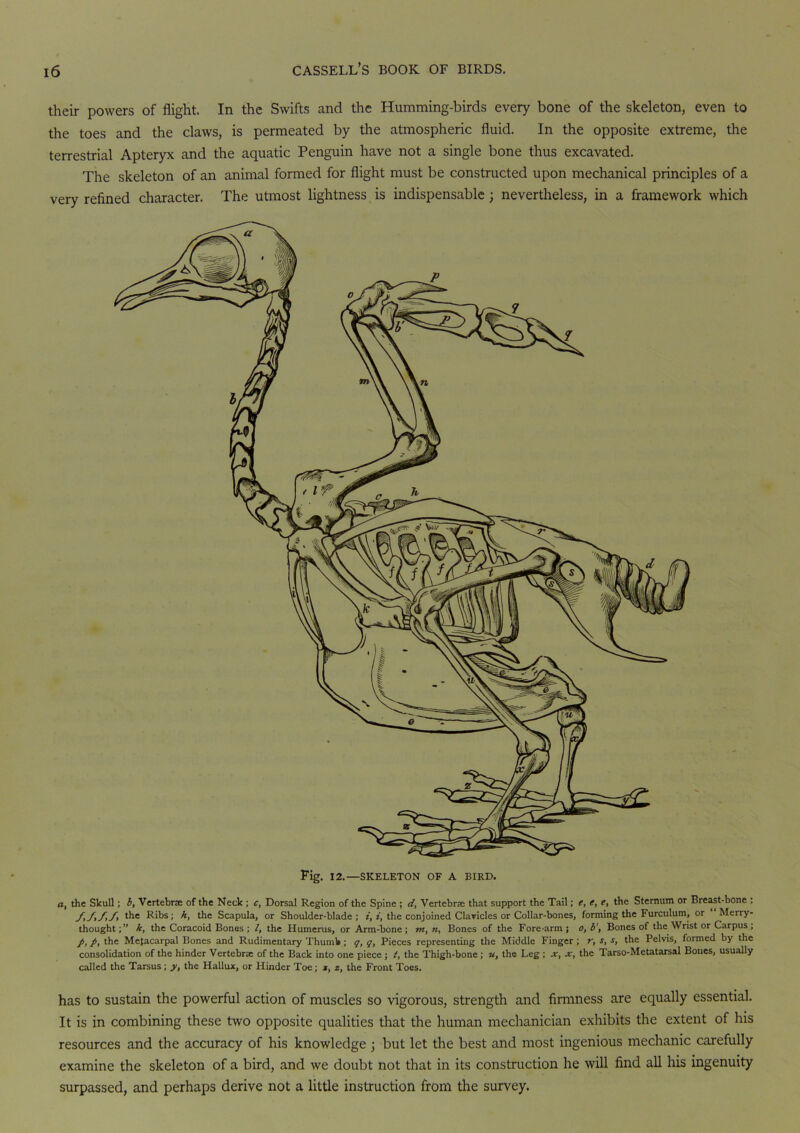 their powers of flight. In the Swifts and the Humming-birds every bone of the skeleton, even to the toes and the claws, is permeated by the atmospheric fluid. In the opposite extreme, the terrestrial Apteryx and the aquatic Penguin have not a single bone thus excavated. The skeleton of an animal formed for flight must be constructed upon mechanical principles of a very refined character. The utmost lightness is indispensable; nevertheless, in a framework which o, the Skull; b, Vertebrae of the Neck ; c, Dorsal Region of the Spine ; d, Vertebrae that support the Tail; e, e, e, the Sternum or Breast-bone : the Ribs; h, the Scapula, or Shoulder-blade; i, i, the conjoined Clavicles or Collar-bones, forming the Furculum, or Merry- thought;” k, the Coracoid Bones ; l, the Humerus, or Arm-bone; m, n, Bones of the Fore-arm; o, b', Bones of theWrist or Carpus; p, p, the Metacarpal Bones and Rudimentary Thumb ; q, q, Pieces representing the Middle Finger ; r, s, s, the Pelvis, formed by the consolidation of the hinder Vertebrae of the Back into one piece ; t, the Thigh-bone ; », the Leg ; x, x, the Tarso-Metatarsal Bones, usually called the Tarsus ; y, the Hallux, or Hinder Toe; x, z, the Front Toes. has to sustain the powerful action of muscles so vigorous, strength and firmness are equally essential. It is in combining these two opposite qualities that the human mechanician exhibits the extent of his resources and the accuracy of his knowledge ; but let the best and most ingenious mechanic carefully examine the skeleton of a bird, and we doubt not that in its construction he will find all his ingenuity surpassed, and perhaps derive not a little instruction from the survey.