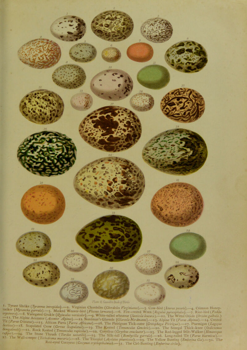 1 '■&Sm3Siir Plate 4, Ceu irike (Tyrarwus intrepidus)Virginian Chordeiles ( ant ha garrula).—5. Masked Weaver-bird (Ploceus lari, Variegated Grakie (S^uiscalus versicolor).—9 lpine Accentor (Accentor A!pinus),—12,. Nordn isfalus).— i 5. African Parra {Parra Africana) . Scapulated Crow (Corvus Scapulatus).— 1 ~V'U KeC,C K'fstrel ( Ttnnuncttlus rupicolus).—22. Corythus (Corytbi • hC ,e. Thrush (Tardus saxatilis).—25. The Silk-tail (Bombycilla garrula) 11-creeper {fhchodroma murana).—28. The Troopial (A^e/aius ptu ' Hi Red-eyed Coccyzus (Coccyxus crytboptbalmus) ales (Chordeiles b'irginianits).—3. Cow-bird (Icterus pecans).—-4. Crimson Honey- r larval us).—6. Fire-crested Wren (Regains pyroeephalus).—7. Rice-bird (Padda fhite-tailed wheatear (Saxtco/a leucura).—10. The Wittnl Oriole (Oriolus galbula.) 1’sGlareole (Glareola Nordmanni).—13. Alpine Tit (P.irus Aipinus).—14. Crested 16. The Piririguan Tick-eater (Crotophaga Piriri^ua).—17. Ptarmigan (l«igopus 9. The Kestrel (Tinnunculus Cenchris).—20. The Senegal Thick-knee (Ocdicnemus >us enucleator).—23. The Red-legged Stilt-Walker {Himantopus ).—26. Long-tailed Tit (Parus biarmicus).— uxniceus).—29. The Yellow Bunting (Emberisut Cia).—30. The 31. The Cirl-Bunting (Emberrza cirlus).
