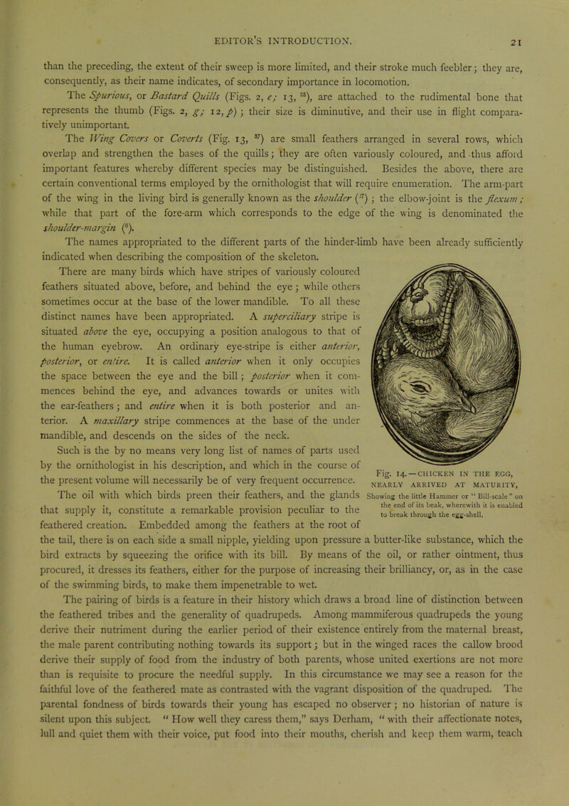than the preceding, the extent of their sweep is more limited, and their stroke much feebler; they are, consequently, as their name indicates, of secondary importance in locomotion. The Spurious, or Bastard Quills (Figs. 2, e; 13, ss), are attached to the rudimental bone that represents the thumb (Figs. 2, g; 12,p); their size is diminutive, and their use in flight compara- tively unimportant. The Wing Covers or Coverts (Fig. 13, 37) are small feathers arranged in several rows, which overlap and strengthen the bases of the quills; they are often variously coloured, and thus afford important features whereby different species may be distinguished. Besides the above, there are certain conventional terms employed by the ornithologist that will require enumeration. The arm-part of the wing in the living bird is generally known as the shoulder (l7) • the elbow-joint is the flexum; while that part of the fore-arm which corresponds to the edge of the wing is denominated the shoulder-margin (°). The names appropriated to the different parts of the hinder-limb have been already sufficiently indicated when describing the composition of the skeleton. There are many birds which have stripes of variously coloured feathers situated above, before, and behind the eye ; while others sometimes occur at the base of the lower mandible. To all these distinct names have been appropriated. A superciliary stripe is situated above the eye, occupying a position analogous to that of the human eyebrow. An ordinary eye-stripe is either anterior, posterior, or entire. It is called anterior when it only occupies the space between the eye and the bill; posterior when it com- mences behind the eye, and advances towards or unites with the ear-feathers ; and entire when it is both posterior and an- terior. A maxillary stripe commences at the base of the under mandible, and descends on the sides of the neck. Such is the by no means very long list of names of parts used by the ornithologist in his description, and which in the course of the present volume will necessarily be of very frequent occurrence. Fig. 14. —CHICKEN IN THE EGG, NEARLY ARRIVED AT MATURITY, The oil with which birds preen their feathers, and the glands showing the nuie Hammer or “ Bill-scale ” on . 1 , , , ill • • _Tj._j.u~ the end of its beak, wherewith it is enabled that supply it, constitute a remarkable provision peculiar to the t0 break through the egg-shell. feathered creation. Embedded among the feathers at the root of the tail, there is on each side a small nipple, yielding upon pressure a butter-like substance, which the bird extracts by squeezing the orifice with its bill. By means of the oil, or rather ointment, thus procured, it dresses its feathers, either for the purpose of increasing their brilliancy, or, as in the case of the swimming birds, to make them impenetrable to wet. The pairing of birds is a feature in their history which draws a broad line of distinction between the feathered tribes and the generality of quadrupeds. Among mammiferous quadrupeds the young derive their nutriment during the earlier period of their existence entirely from the maternal breast, the male parent contributing nothing towards its support; but in the winged races the callow brood derive their supply of food from the industry of both parents, whose united exertions are not more than is requisite to procure the needful supply. In this circumstance we may see a reason for the faithful love of the feathered mate as contrasted with the vagrant disposition of the quadruped. The parental fondness of birds towards their young has escaped no observer; no historian of nature is silent upon this subject. “ Flow well they caress them,” says Derham, “ with their affectionate notes, lull and quiet them with their voice, put food into their mouths, cherish and keep them warm, teach